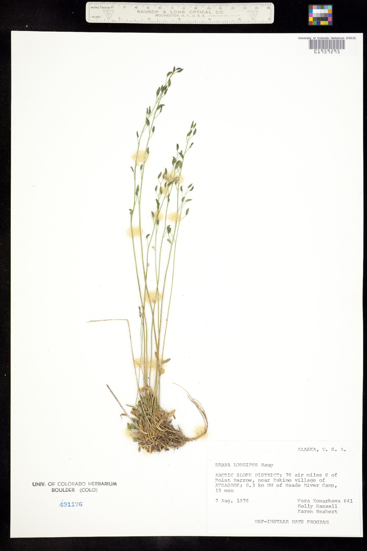 Draba juvenilis image