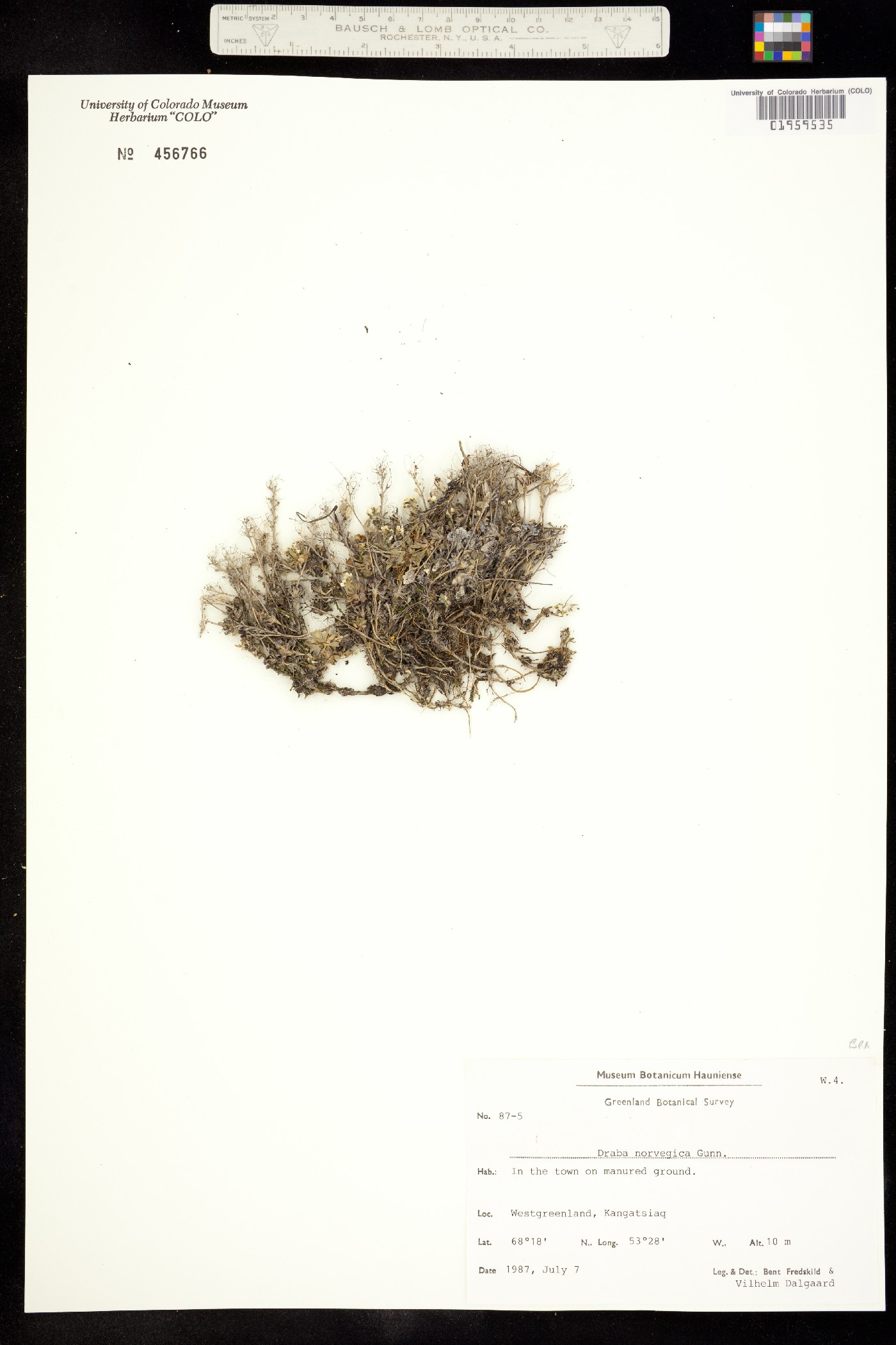 Draba norvegica image