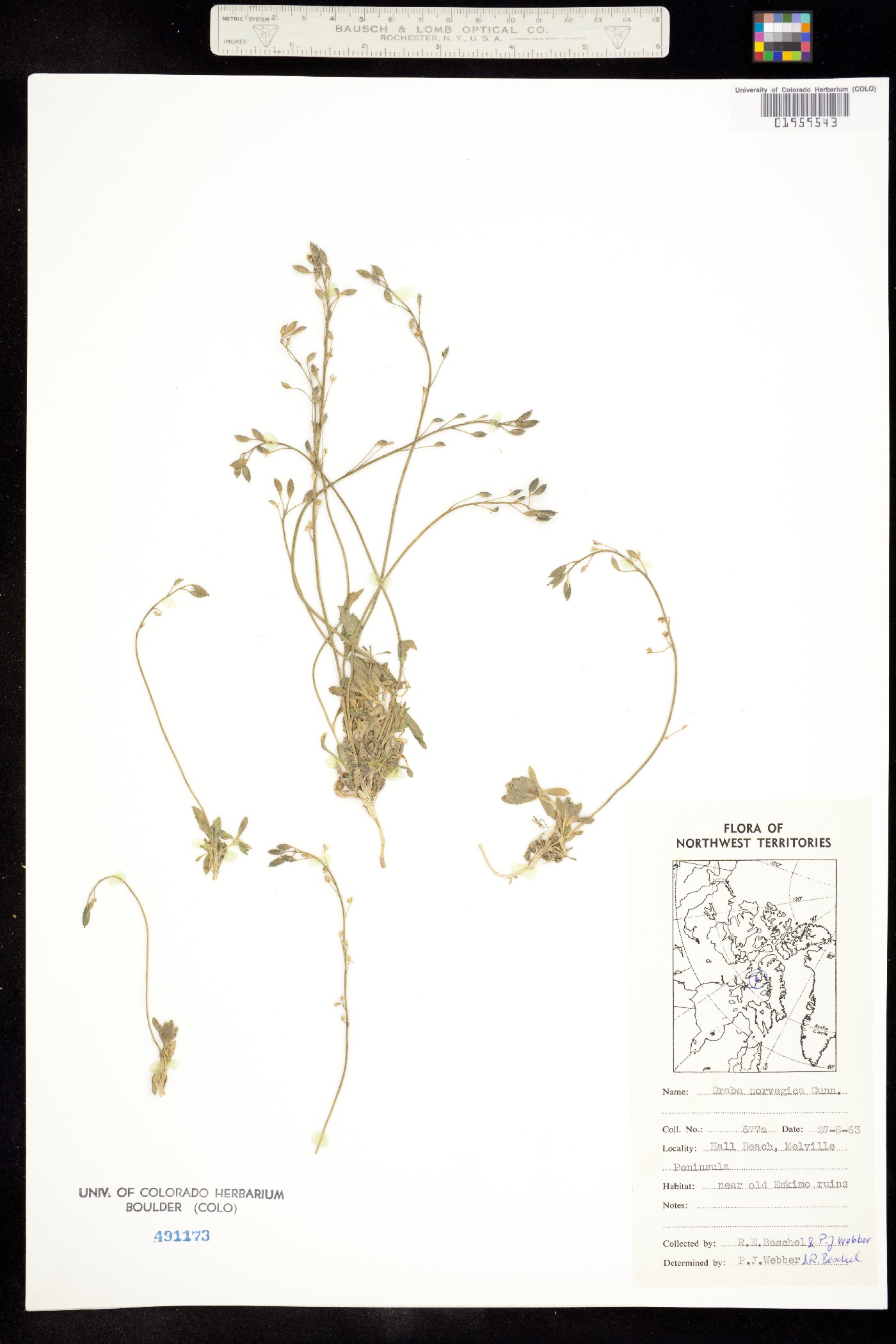 Draba norvegica image