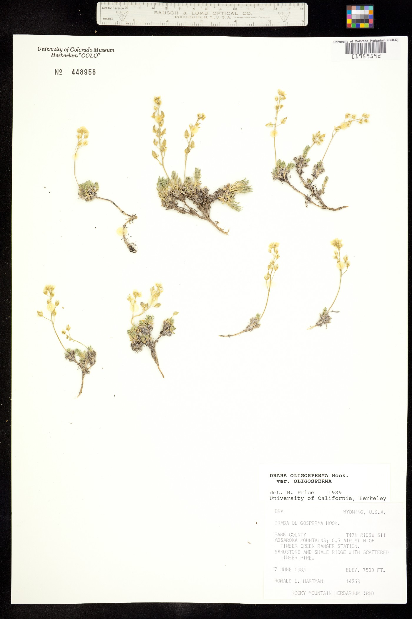 Draba oligosperma image