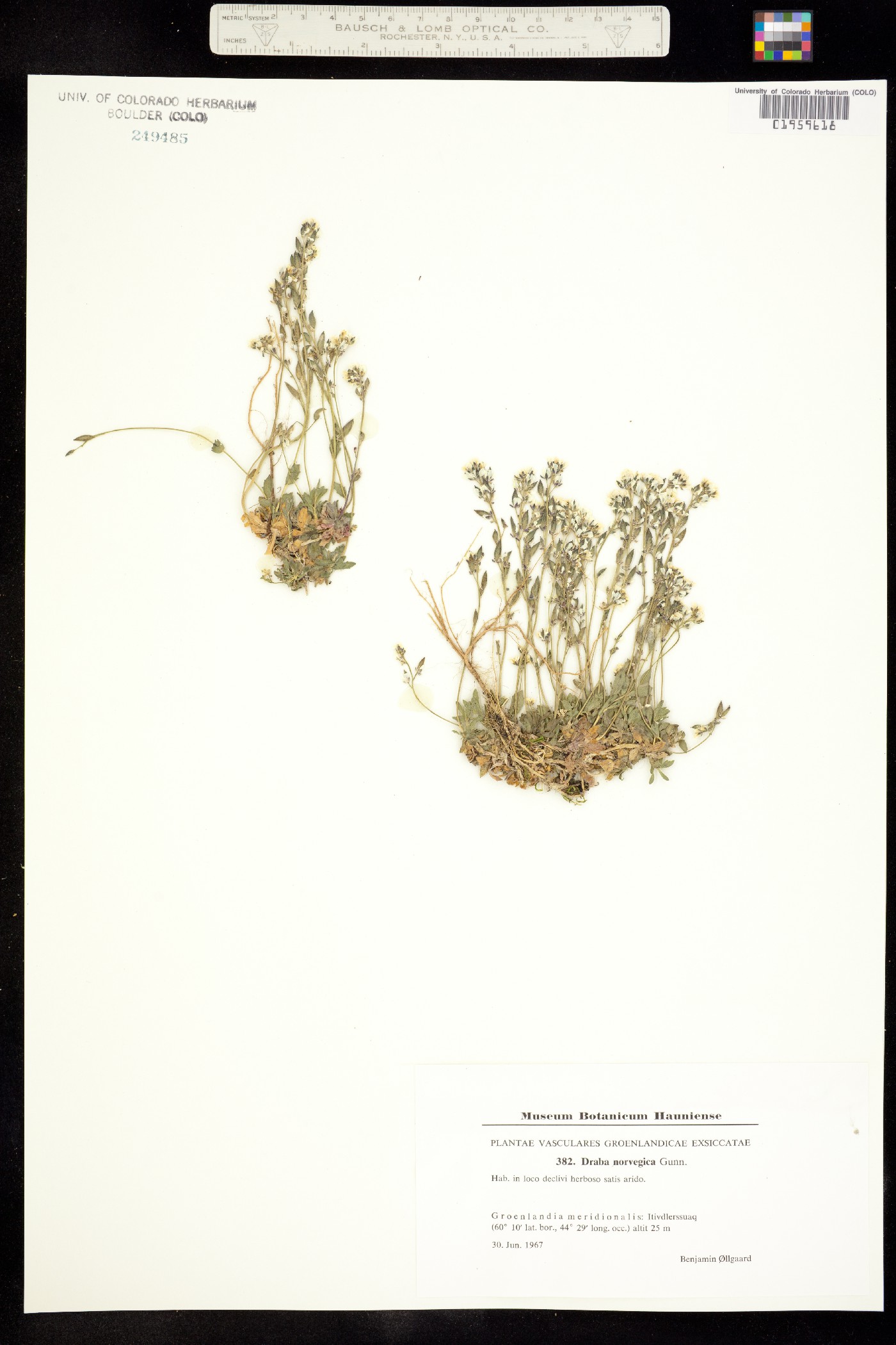 Draba norvegica image