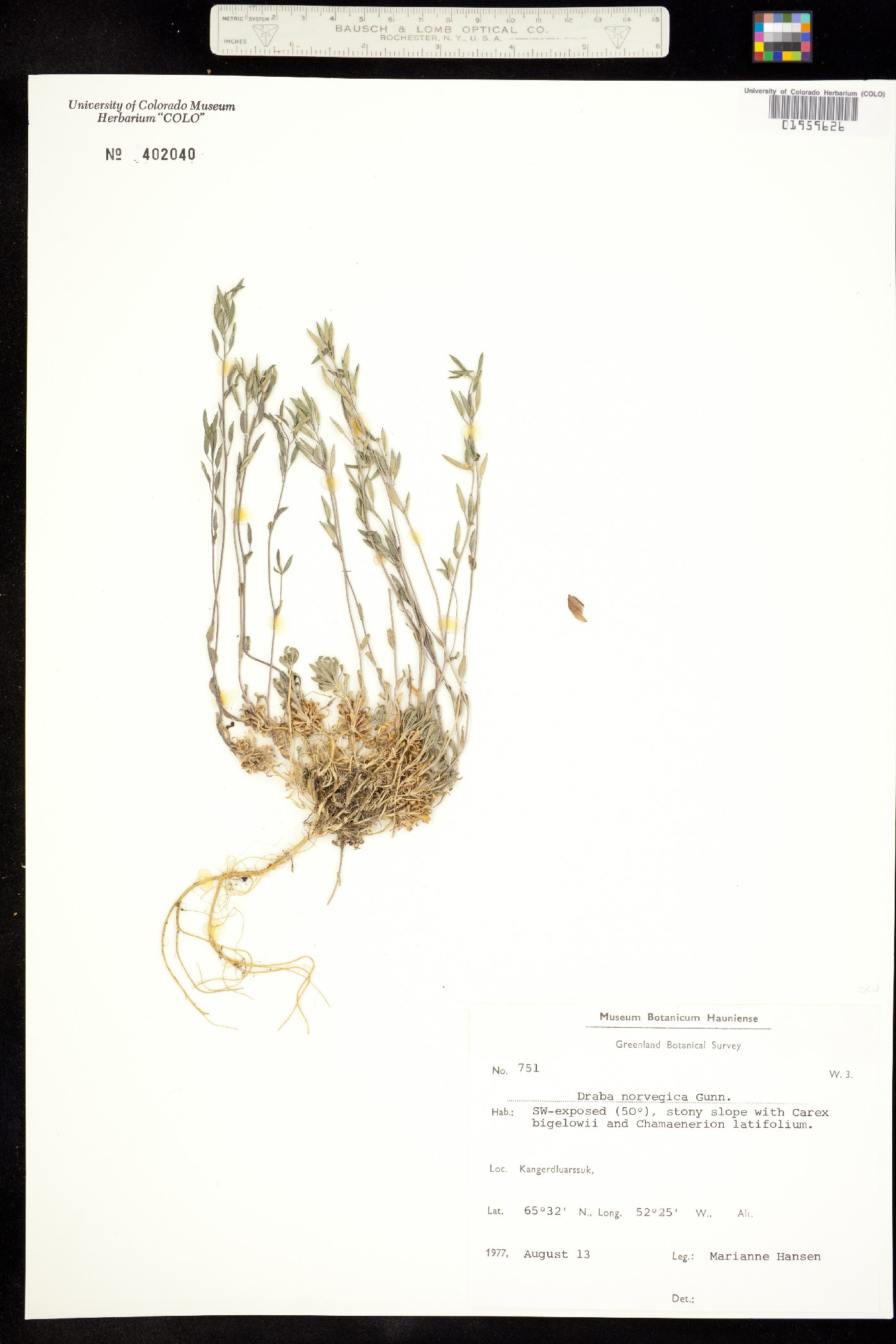 Draba norvegica image