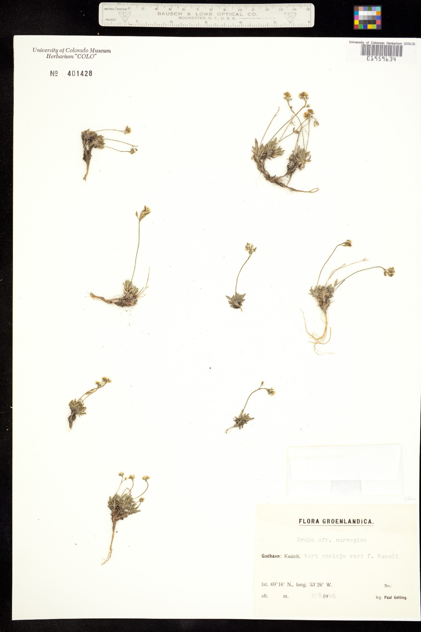 Draba norvegica image