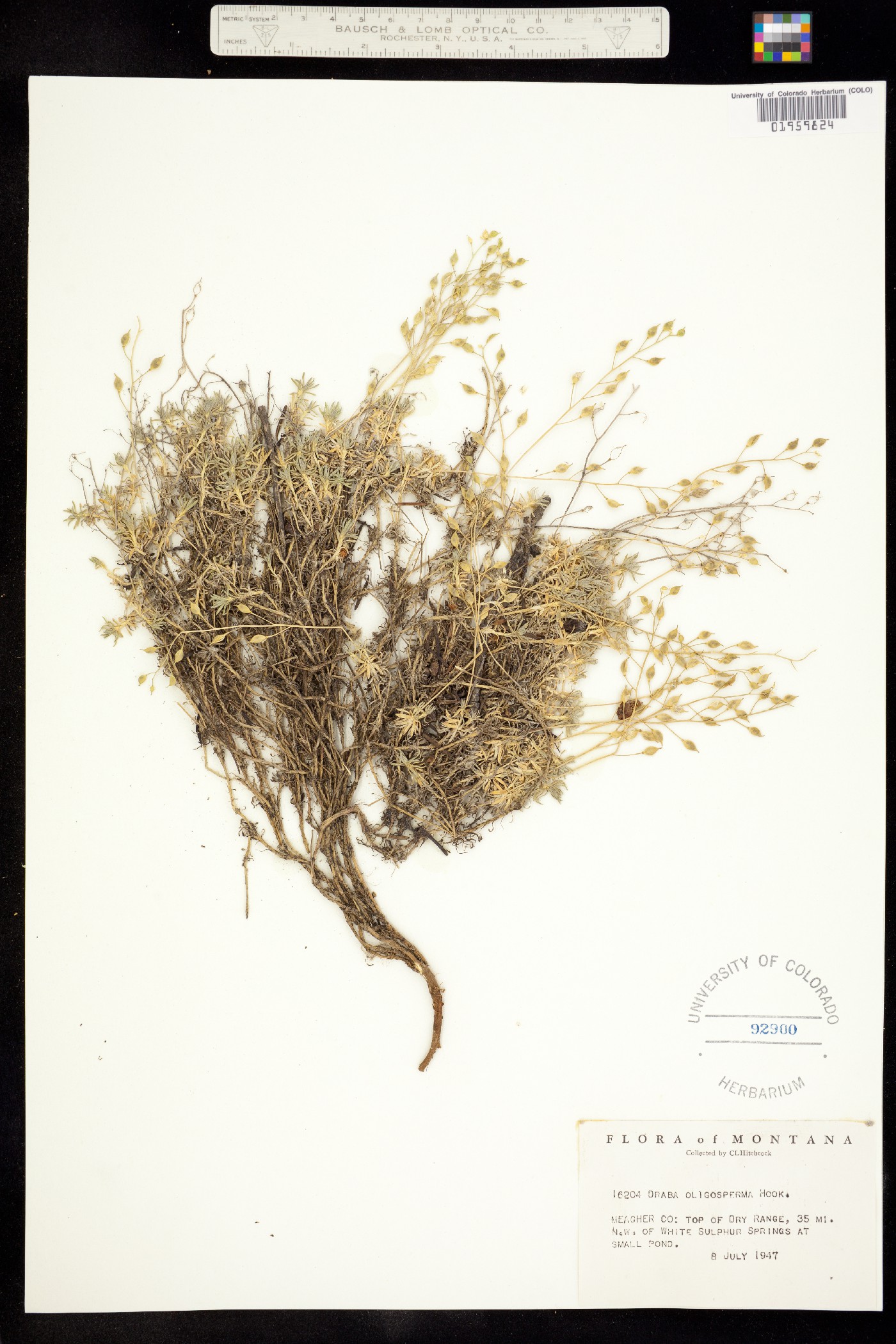 Draba oligosperma image