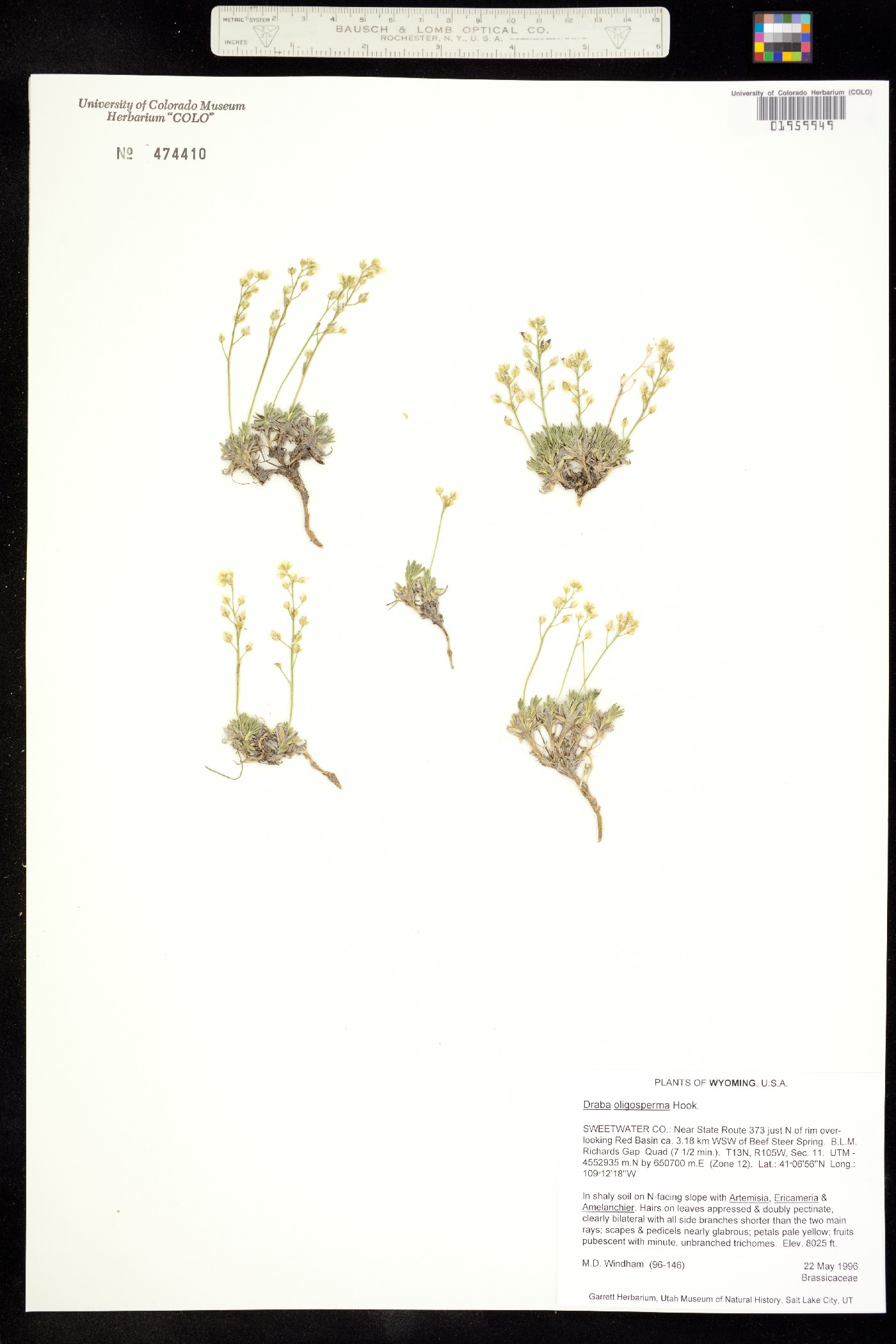 Draba oligosperma image