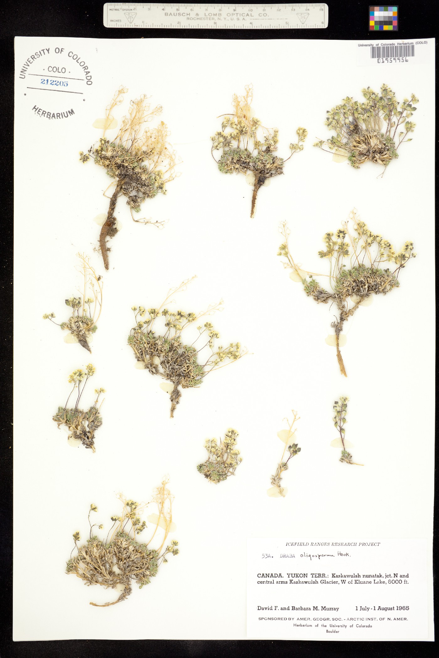 Draba oligosperma image
