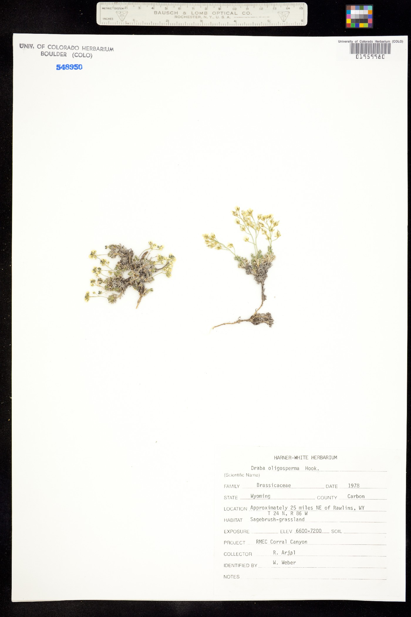 Draba oligosperma image