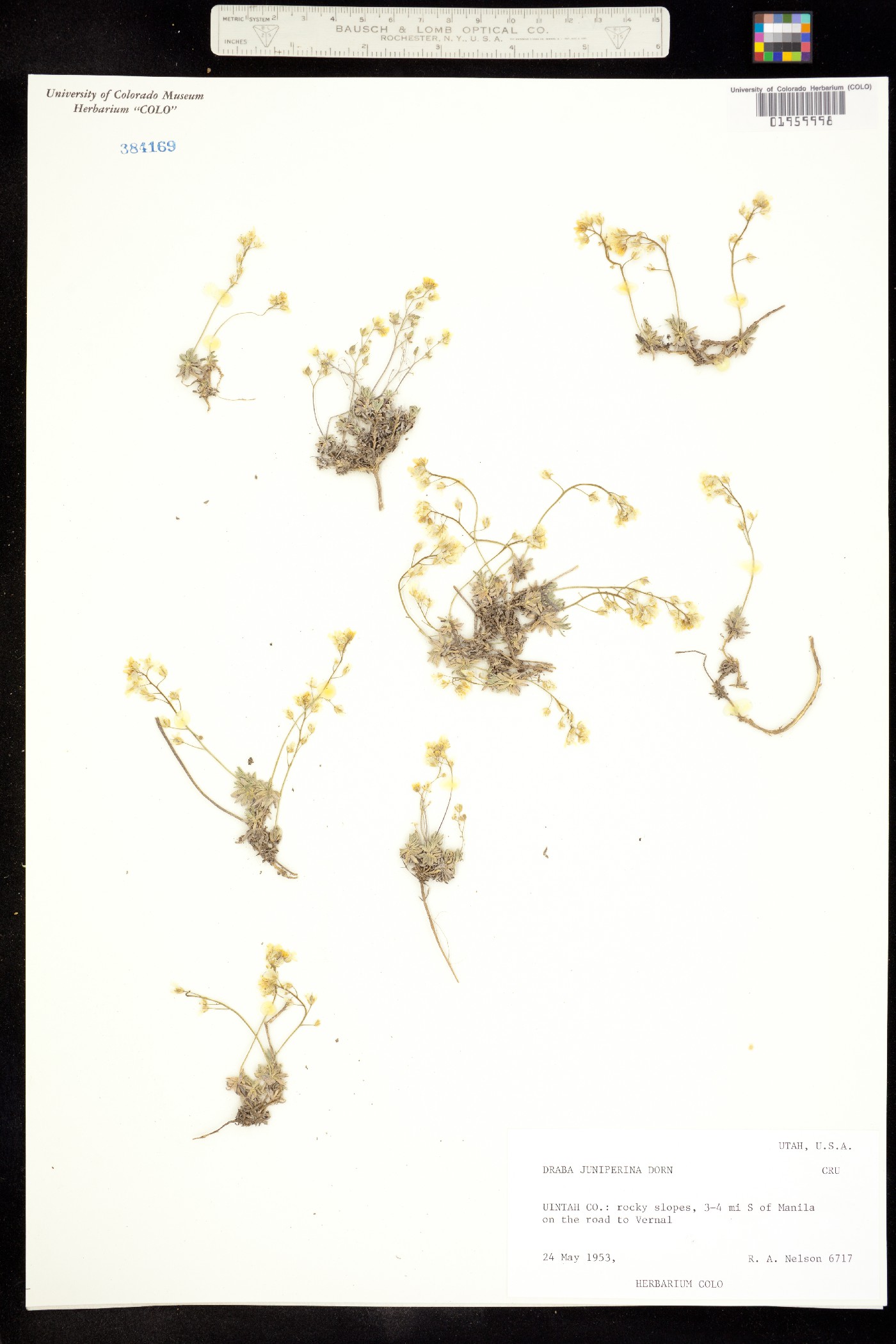Draba oligosperma image