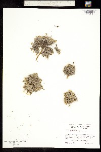 Draba oligosperma image