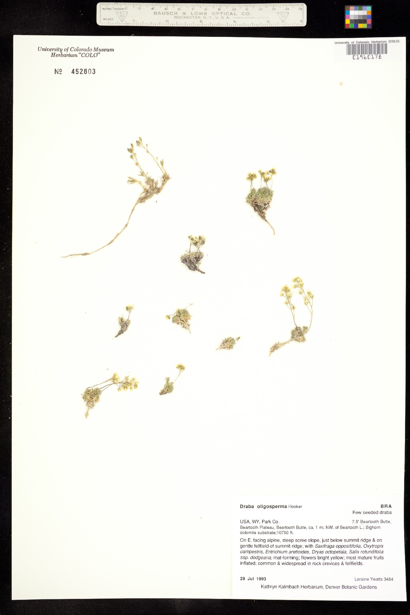 Draba oligosperma image