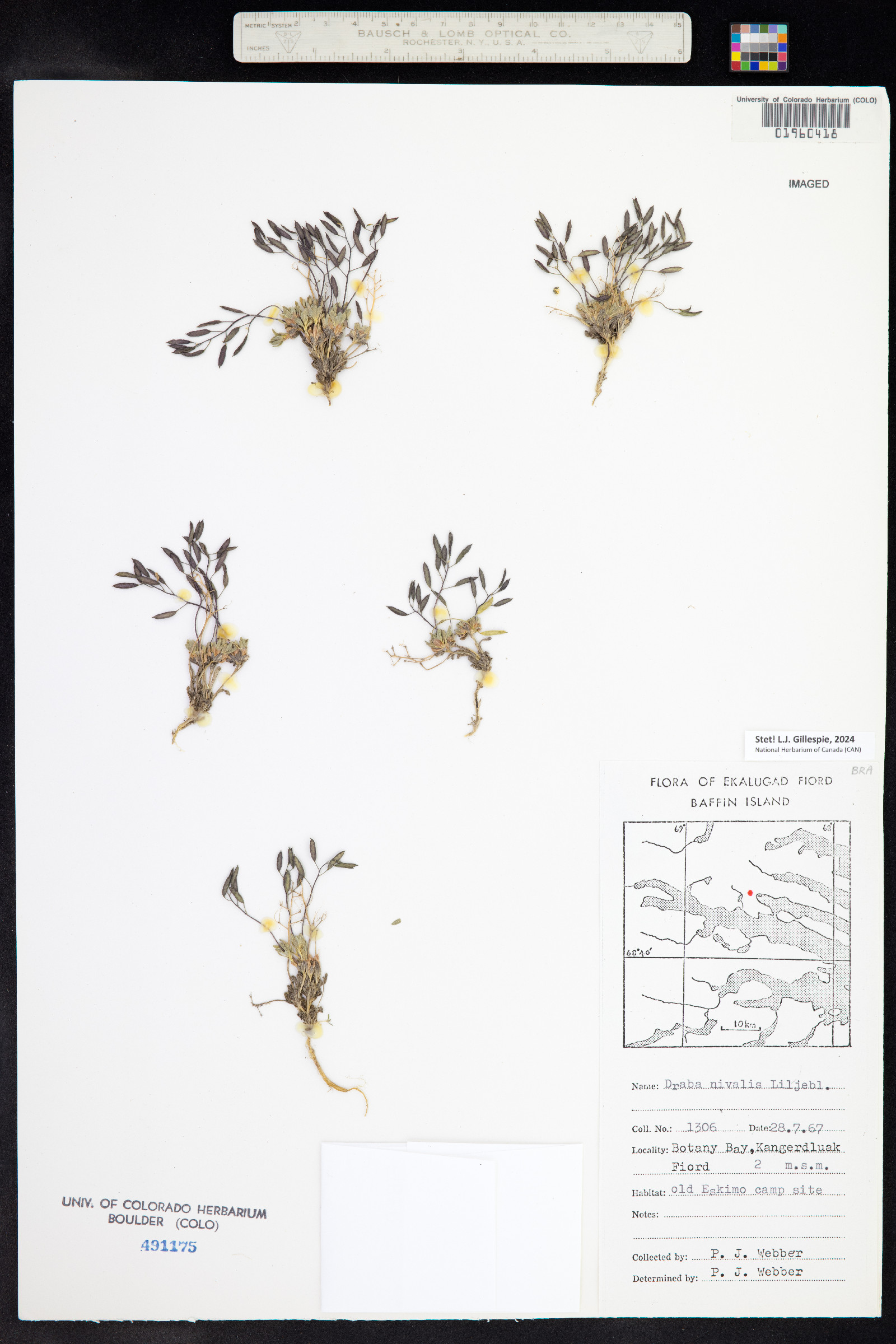 Draba nivalis image