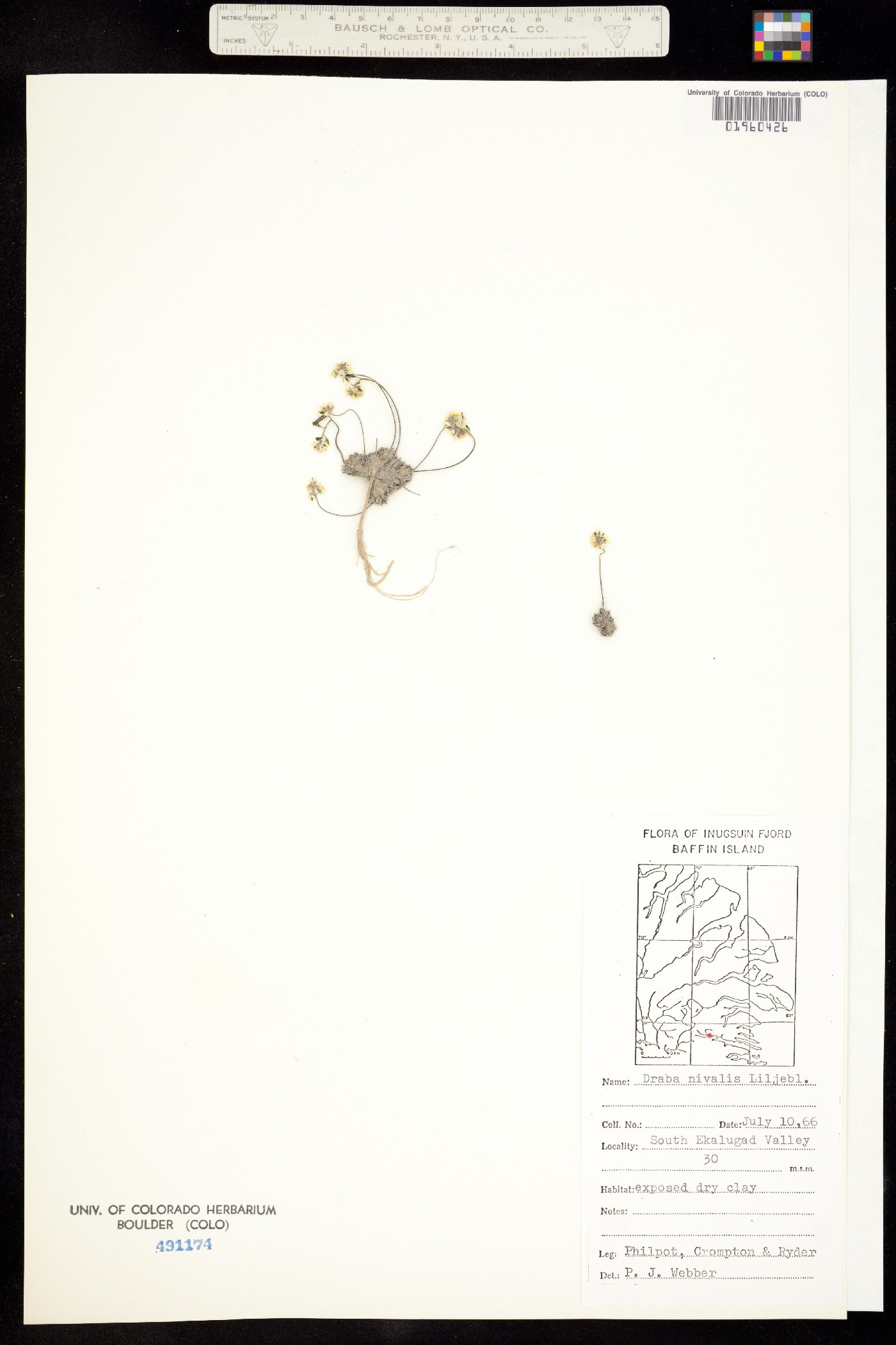 Draba nivalis image