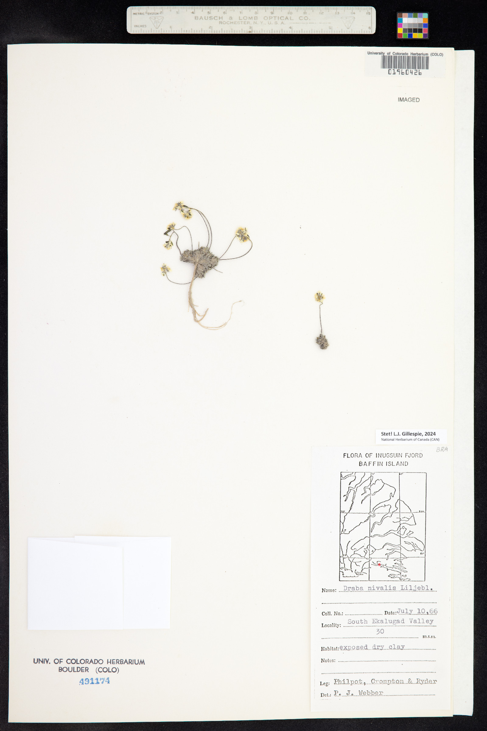 Draba nivalis image