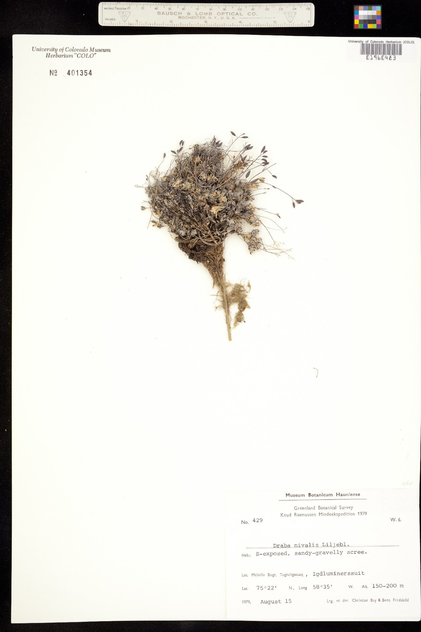Draba image