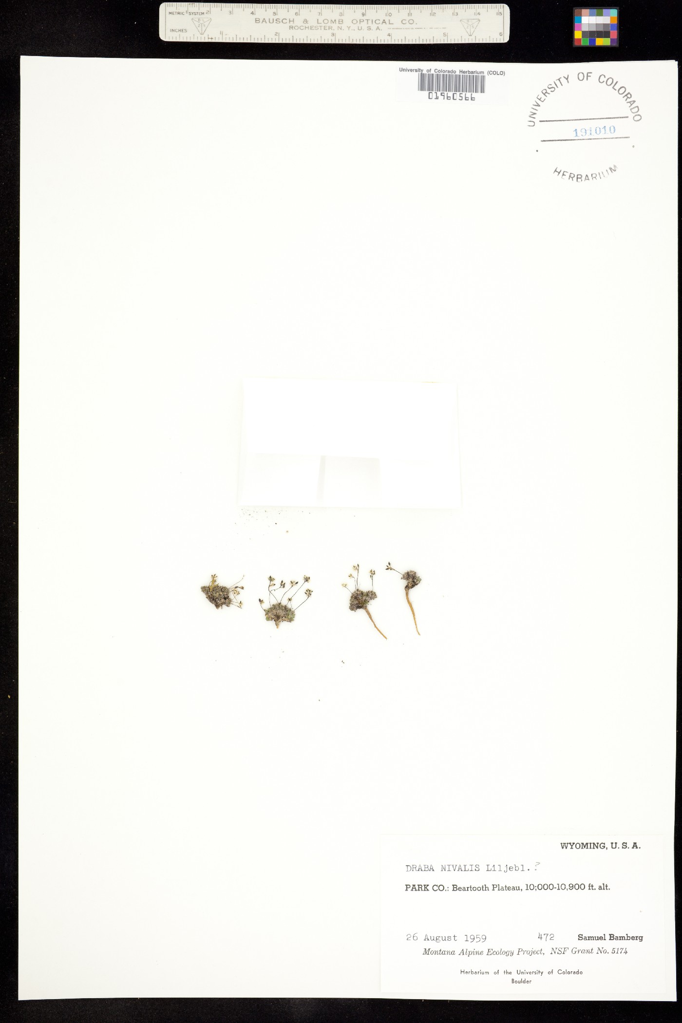 Draba image