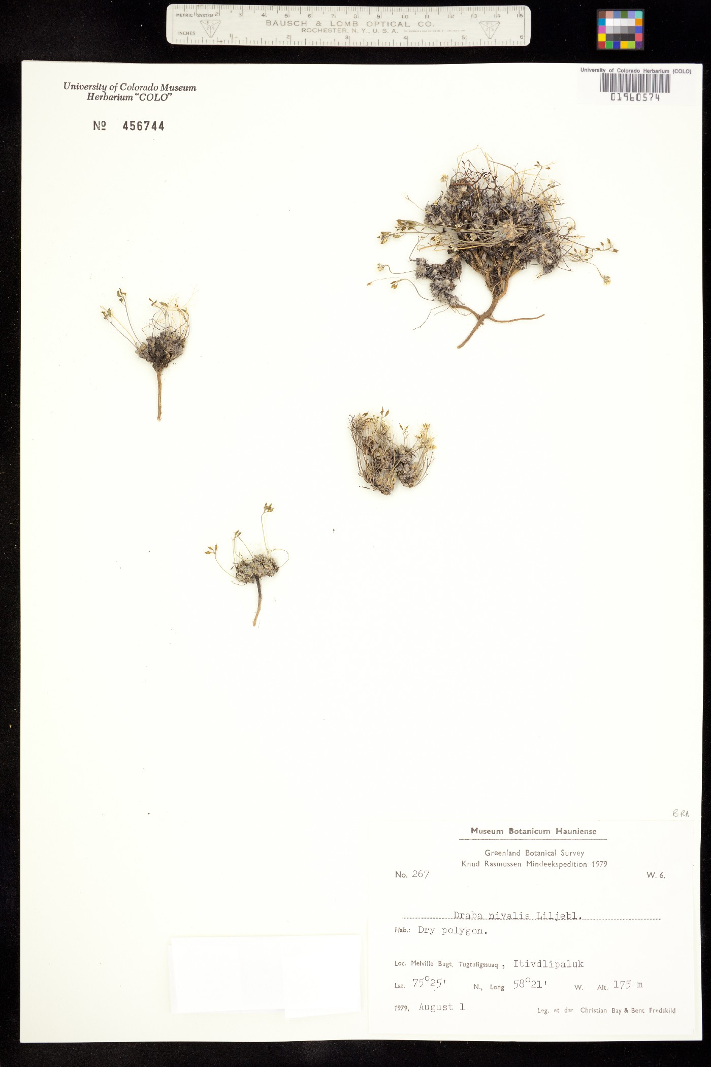 Draba nivalis image