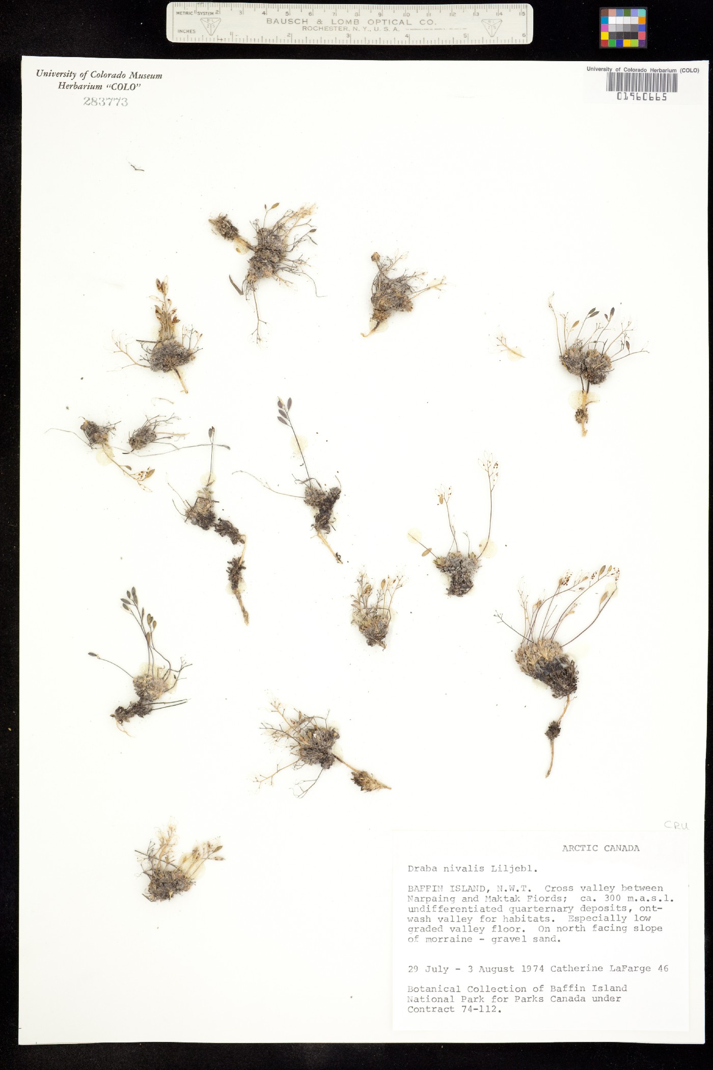 Draba nivalis image
