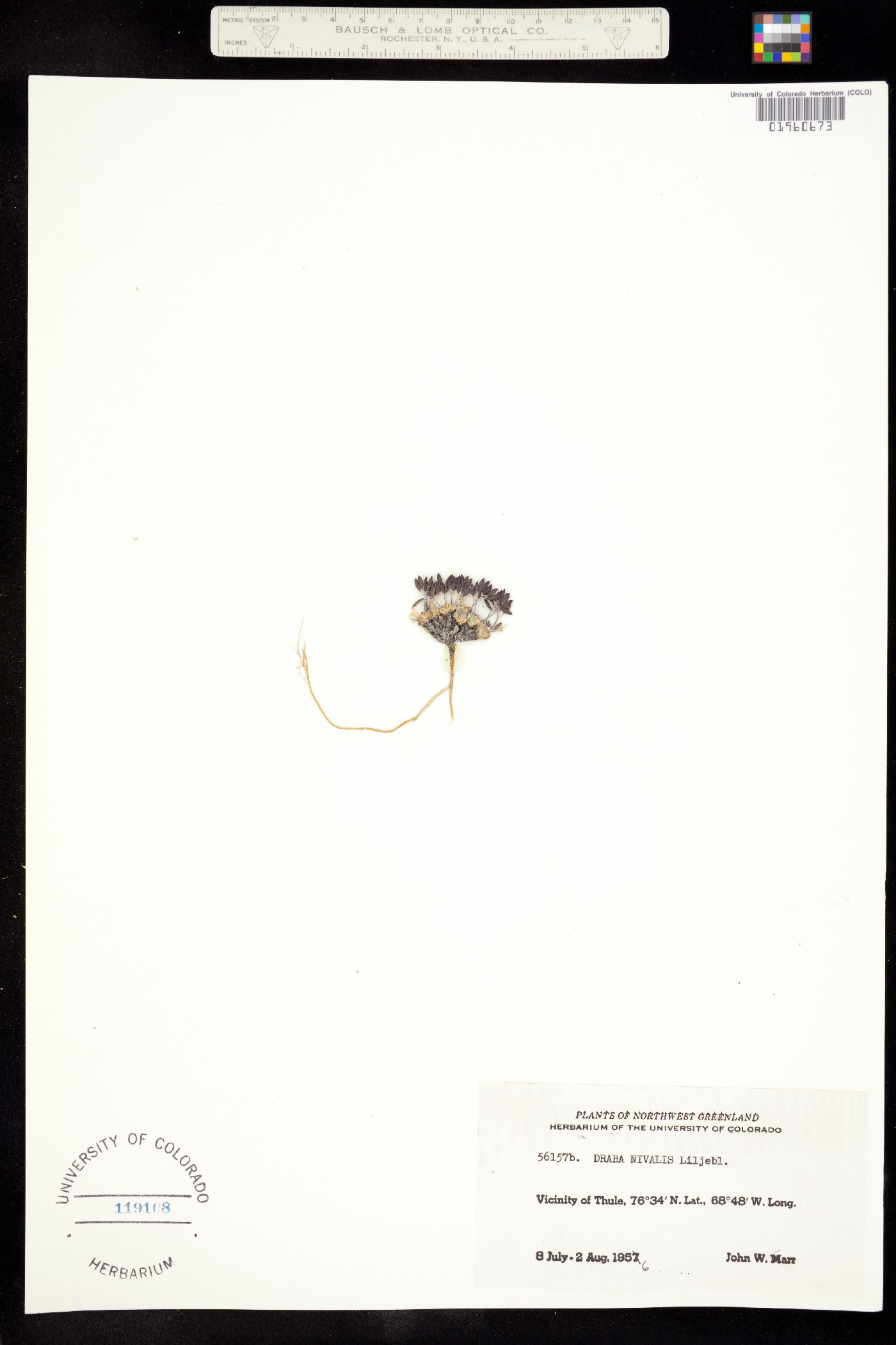 Draba nivalis image