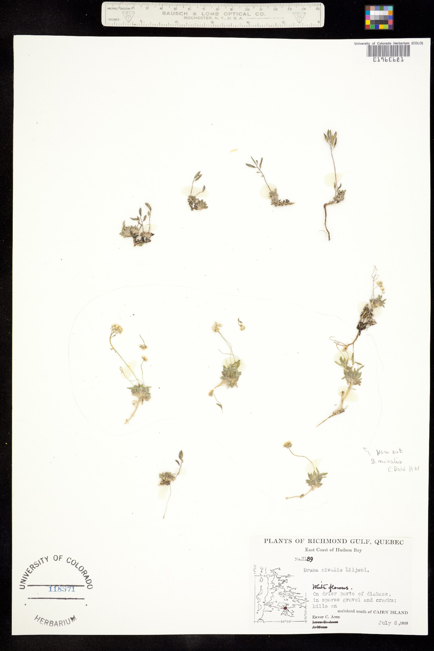 Draba nivalis image