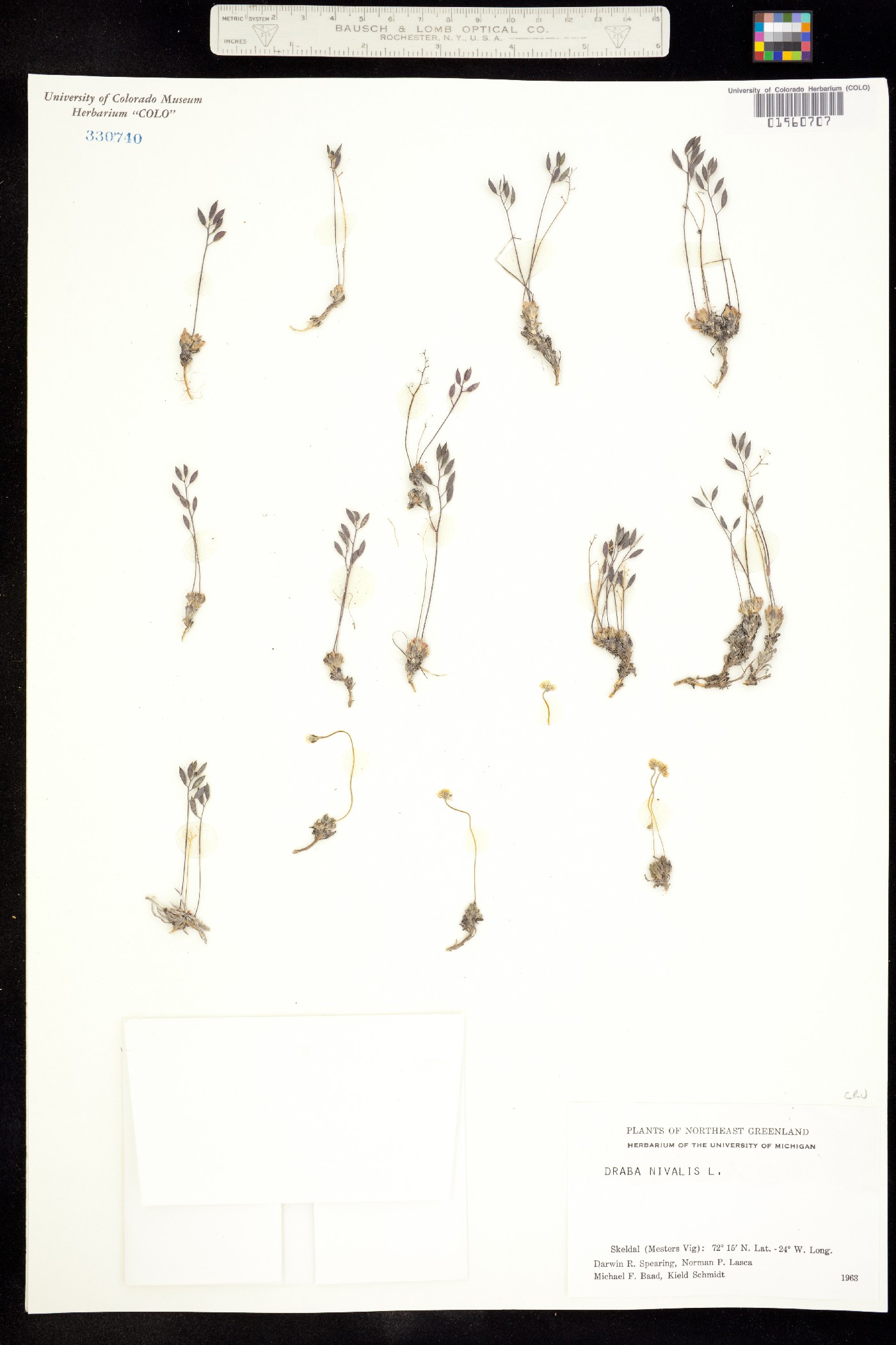 Draba nivalis image