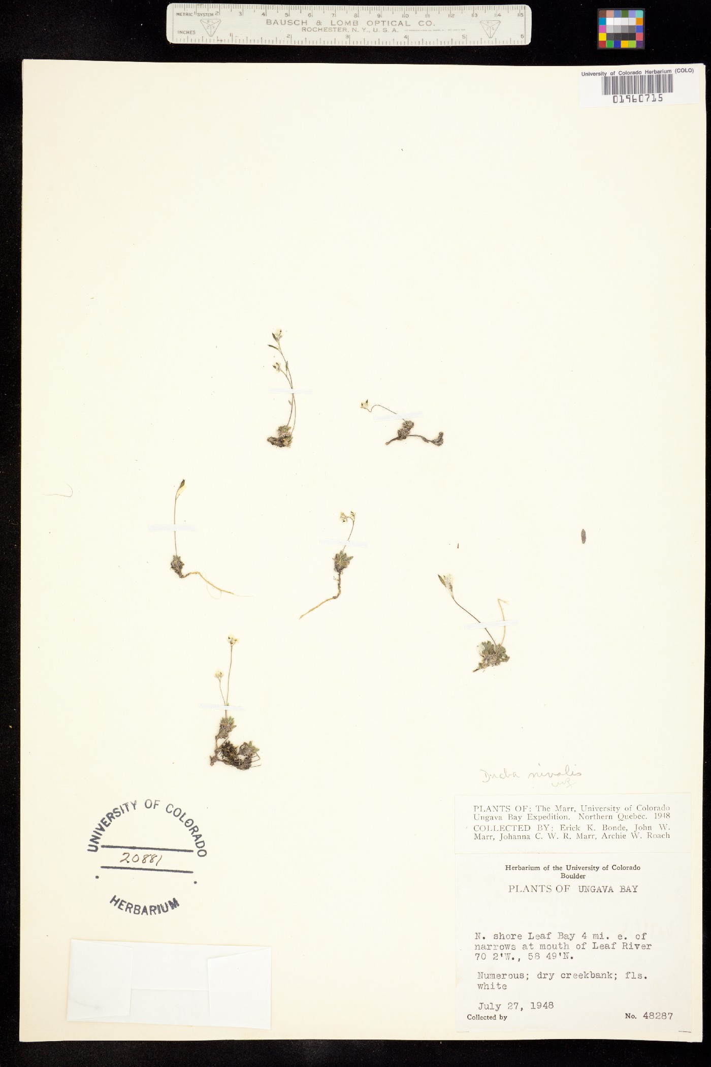 Draba nivalis image
