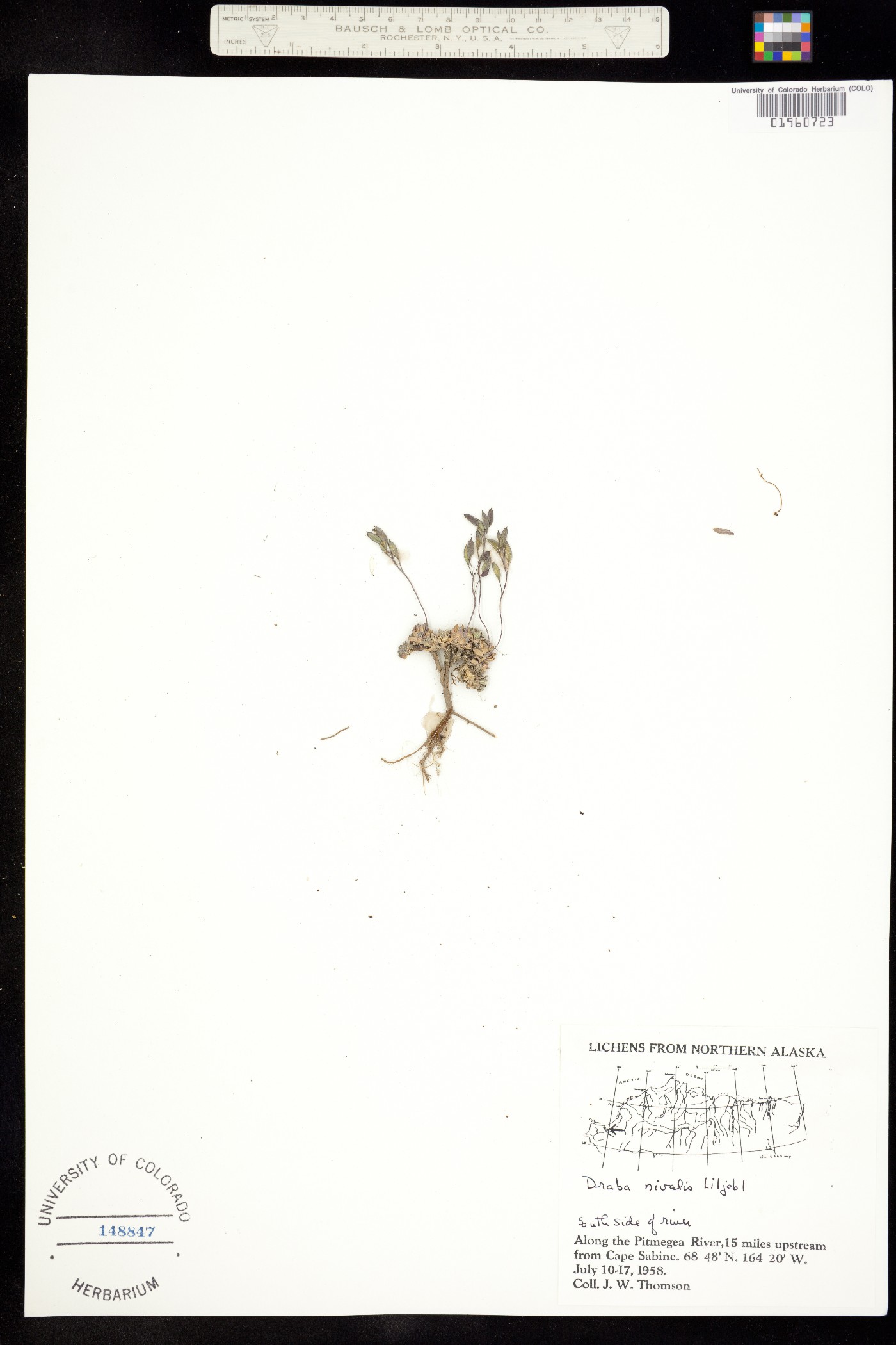 Draba nivalis image