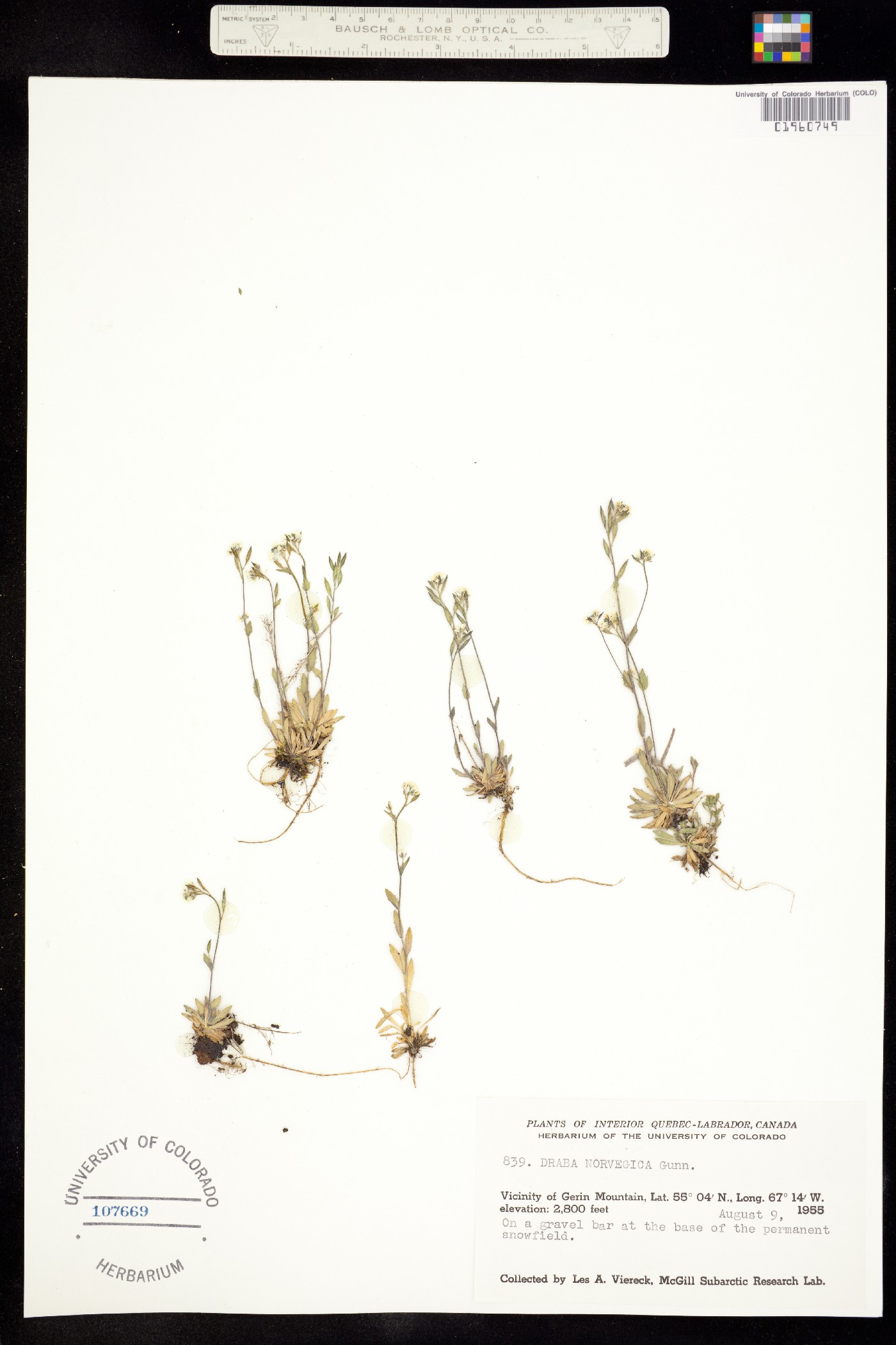 Draba norvegica image