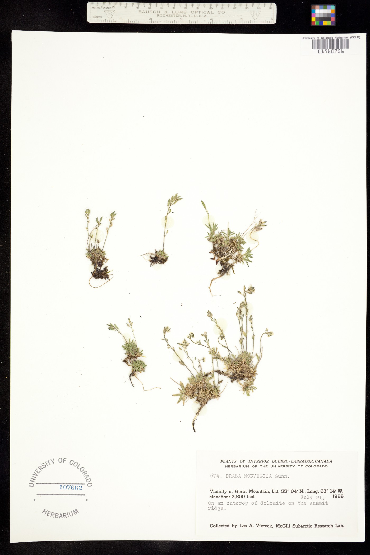 Draba norvegica image