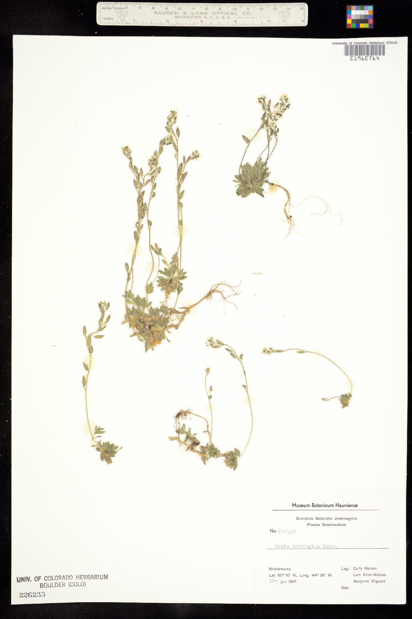 Draba norvegica image