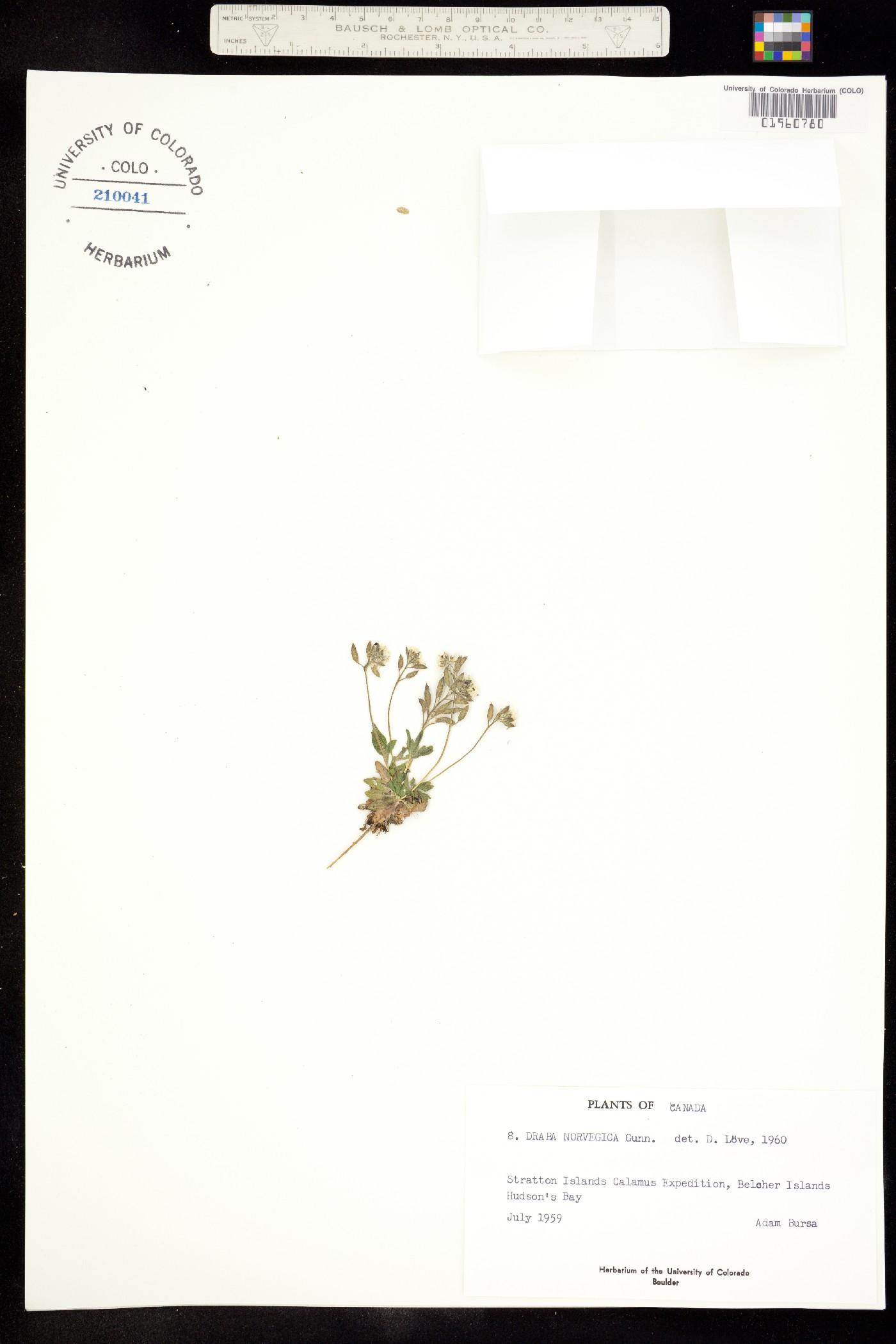 Draba norvegica image