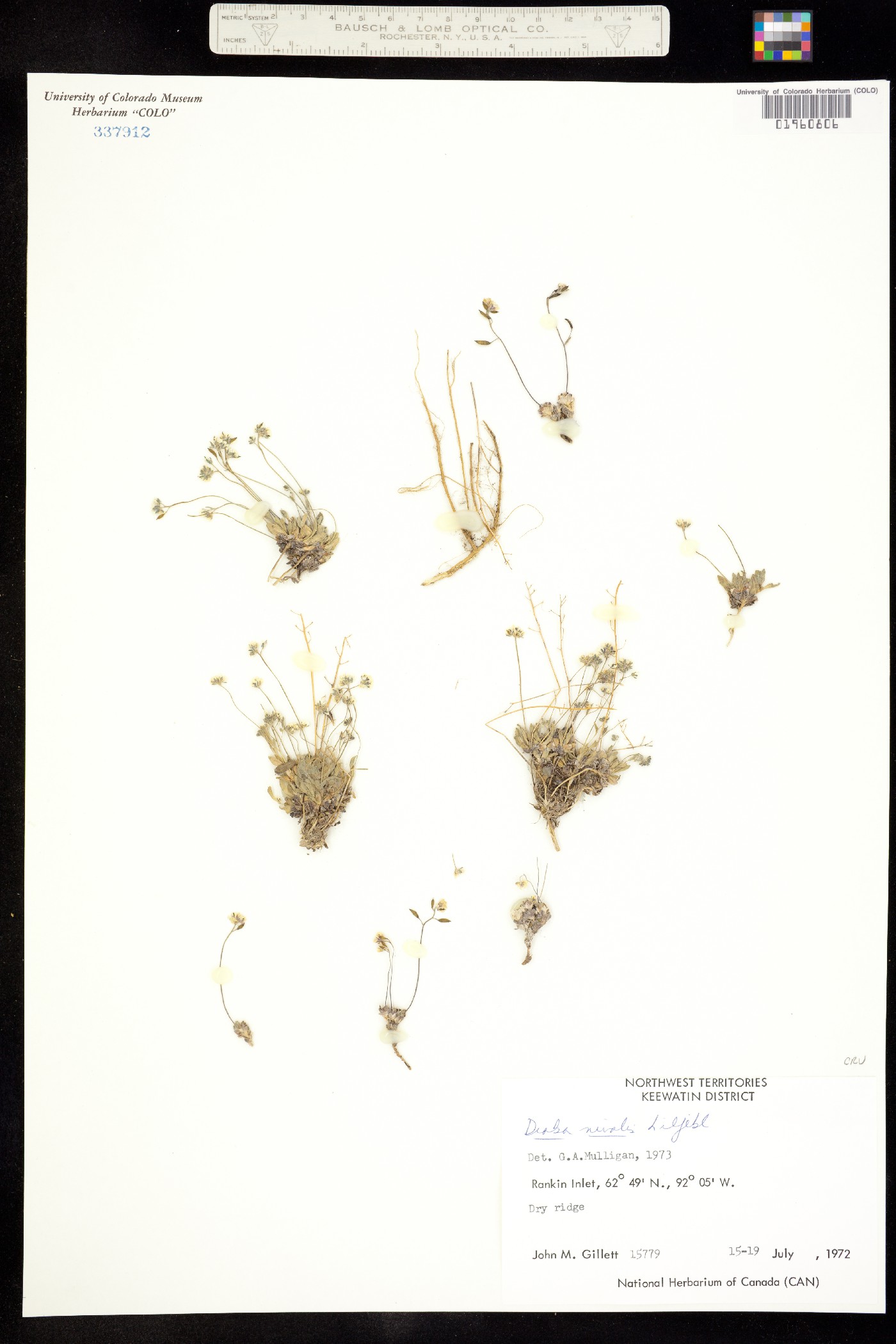 Draba nivalis image