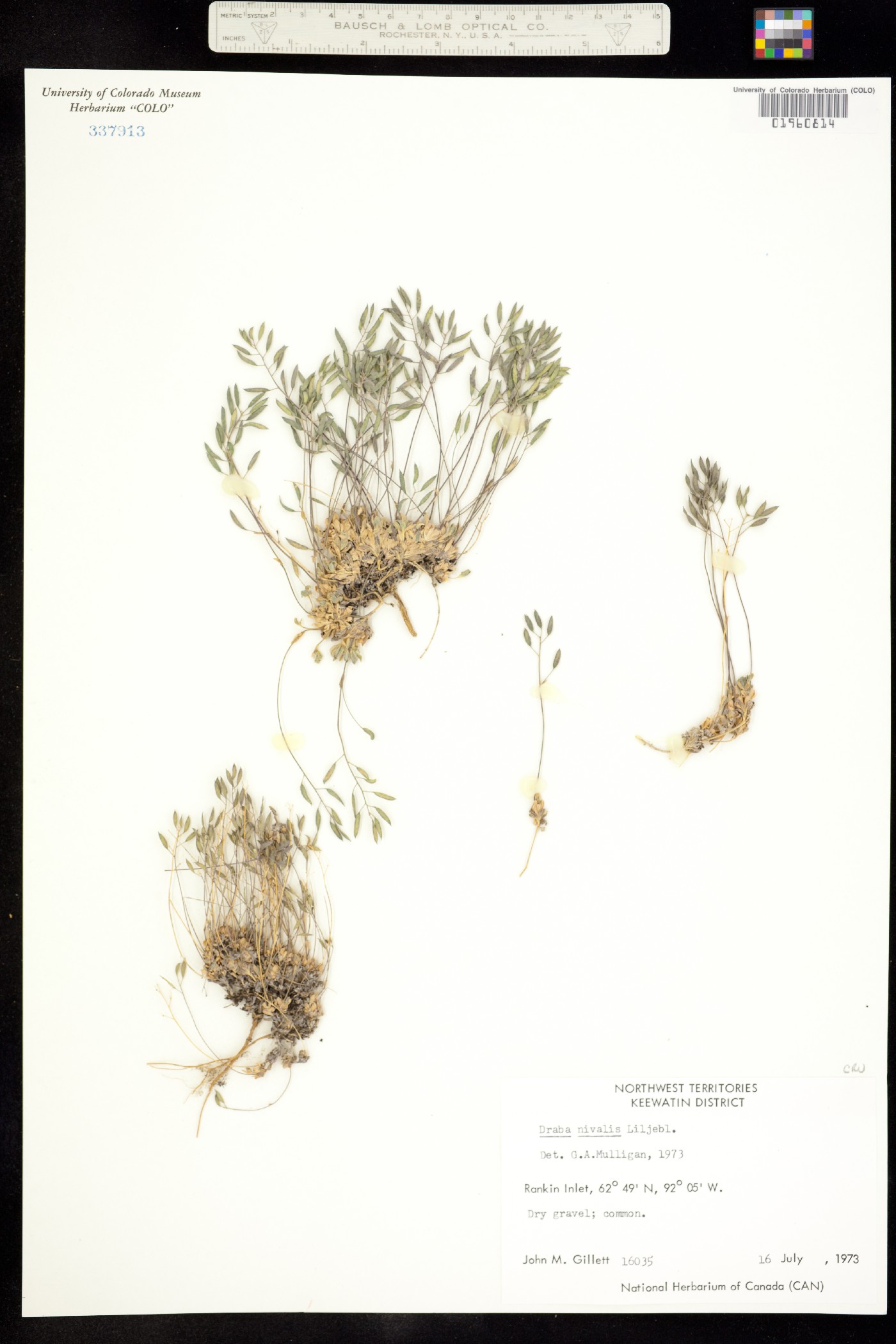 Draba nivalis image