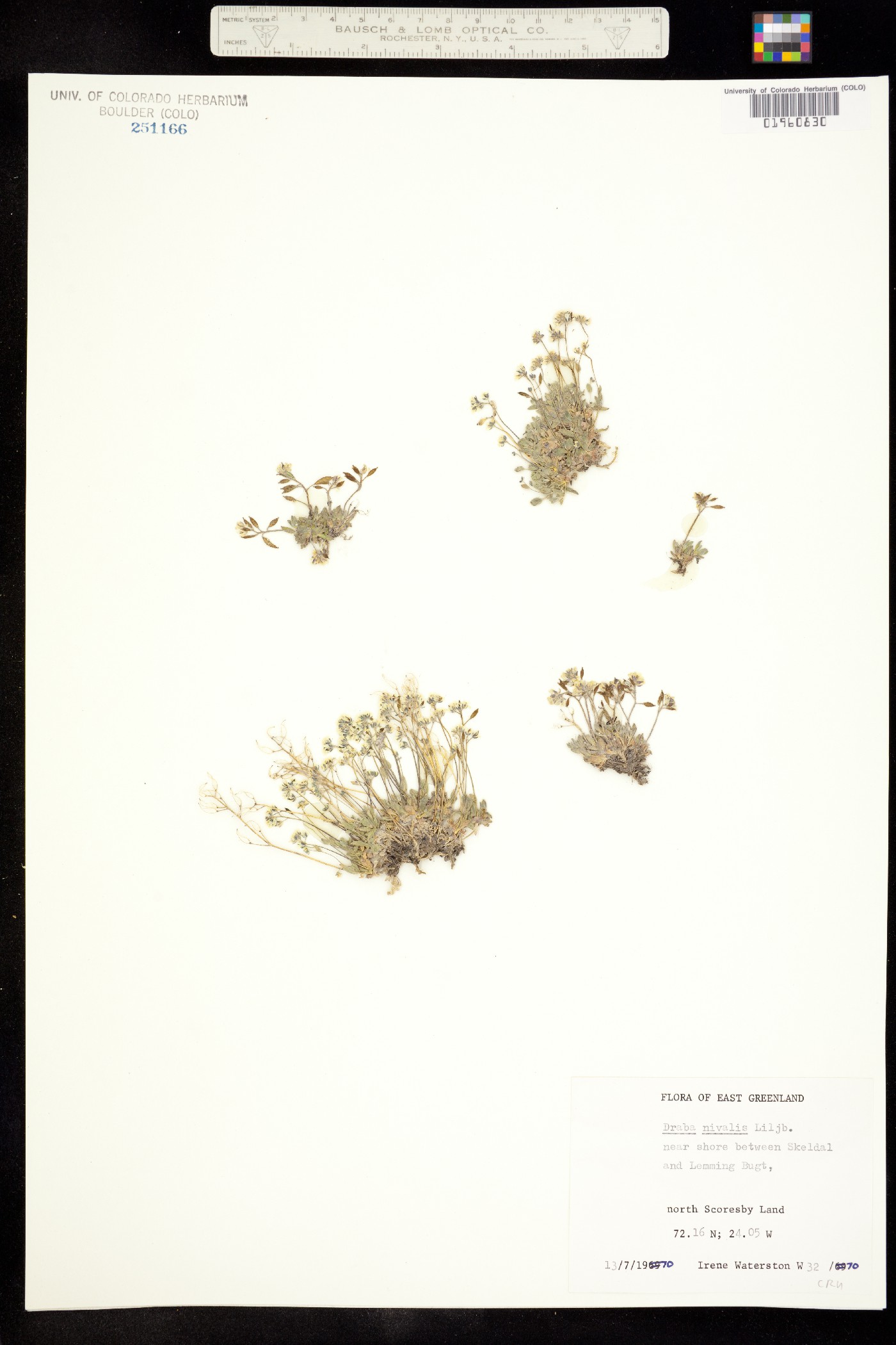 Draba nivalis image