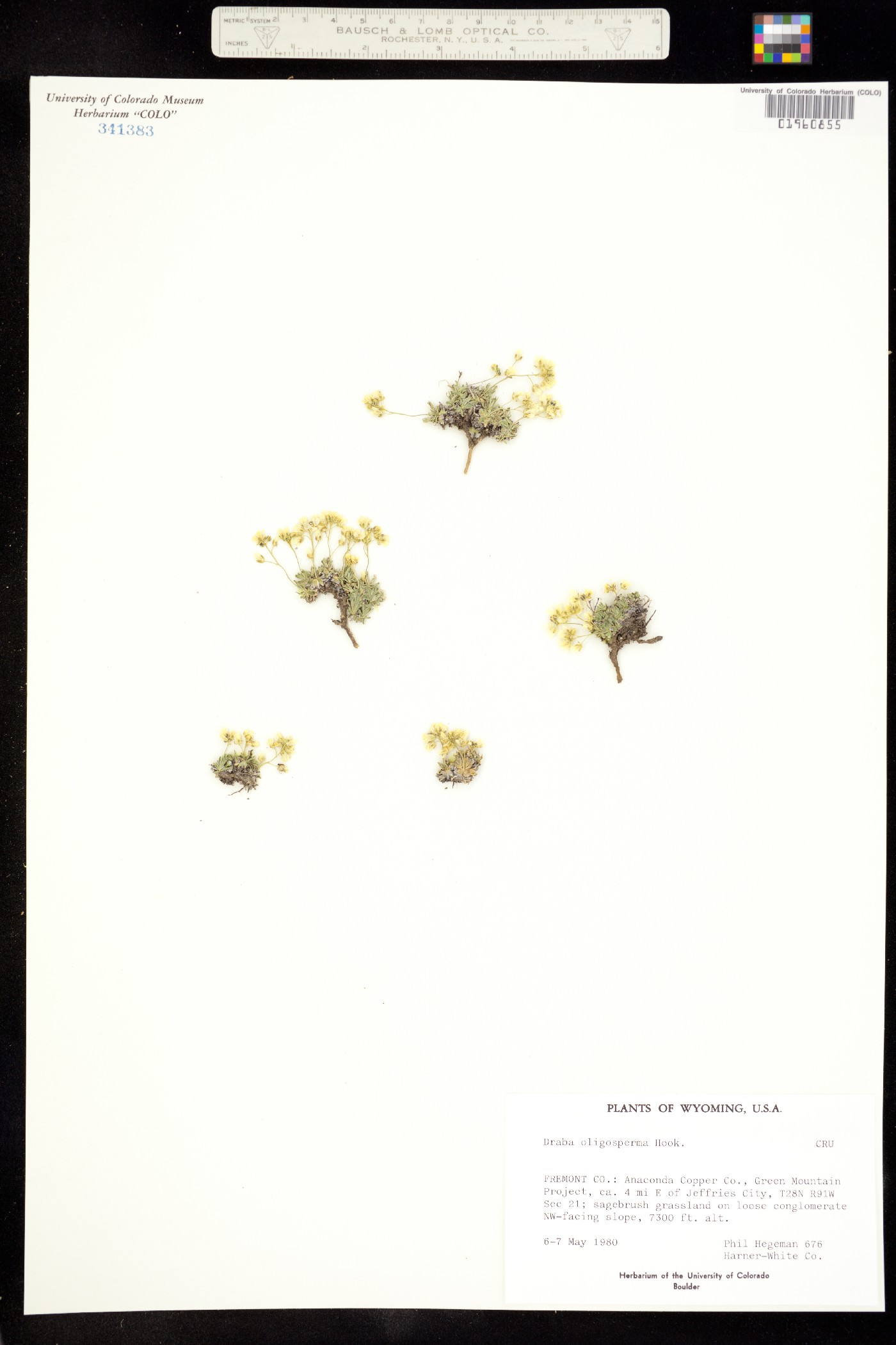 Draba oligosperma image