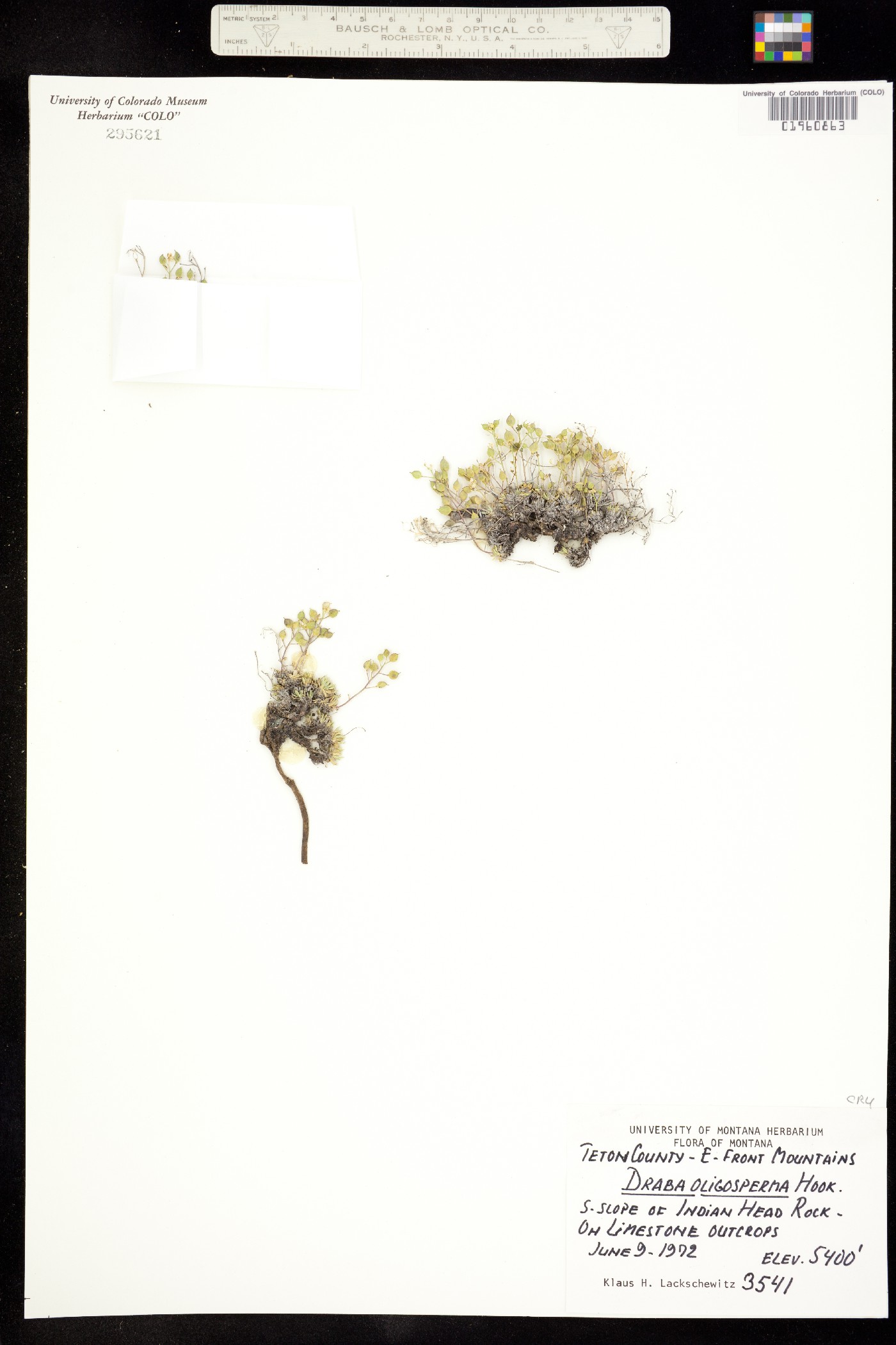 Draba oligosperma image