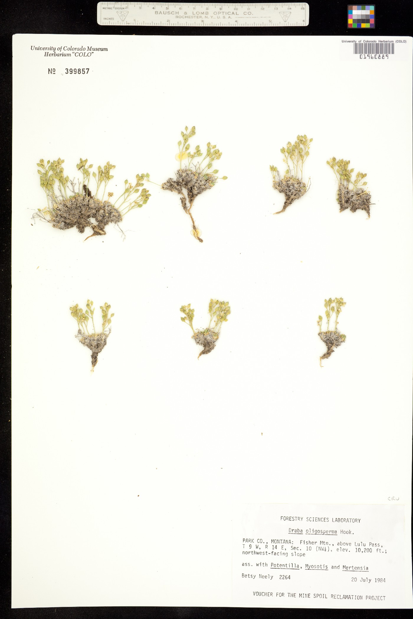 Draba oligosperma image