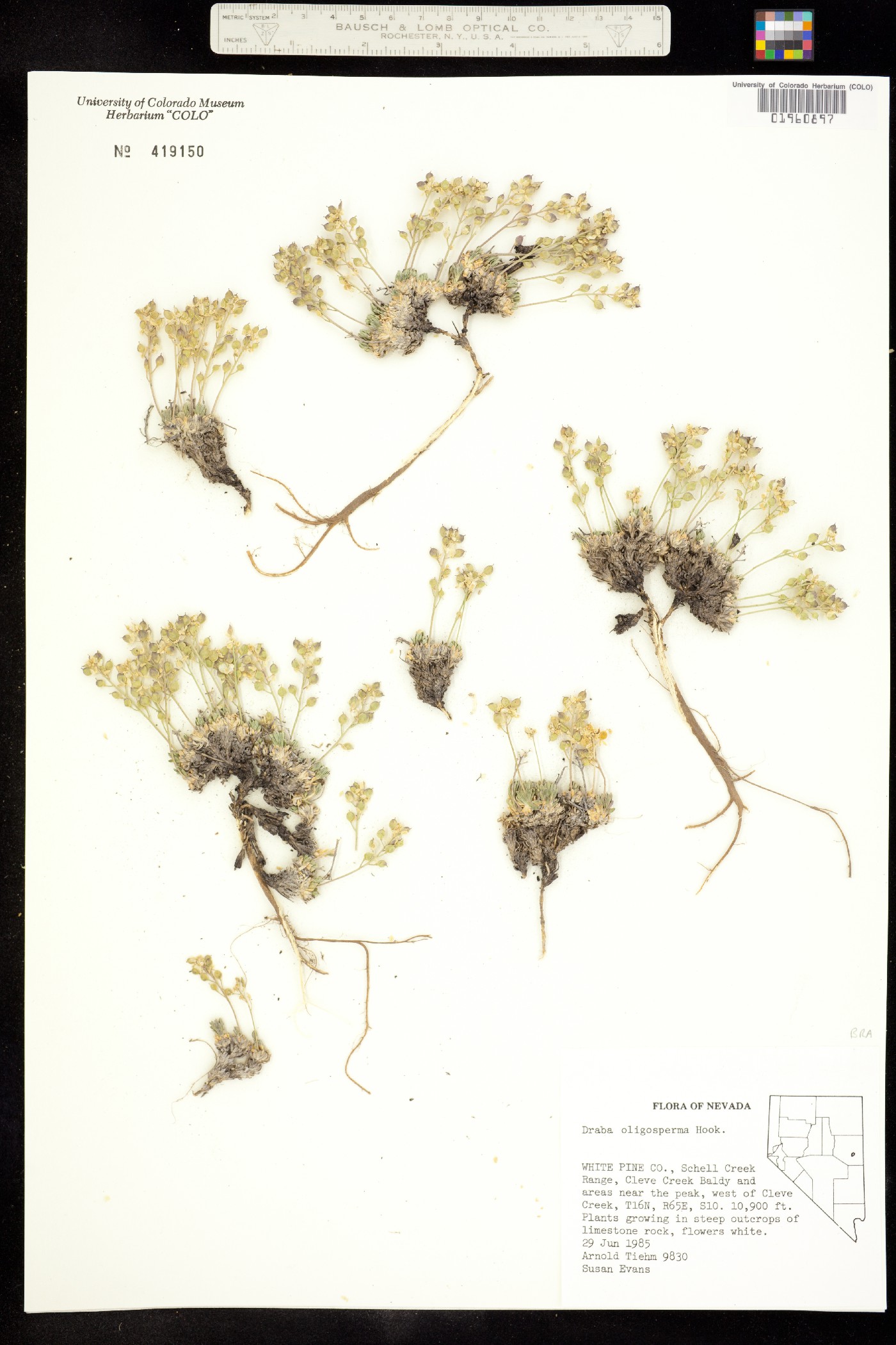 Draba oligosperma image