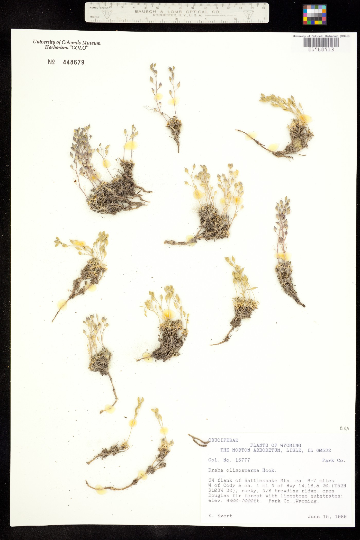 Draba oligosperma image