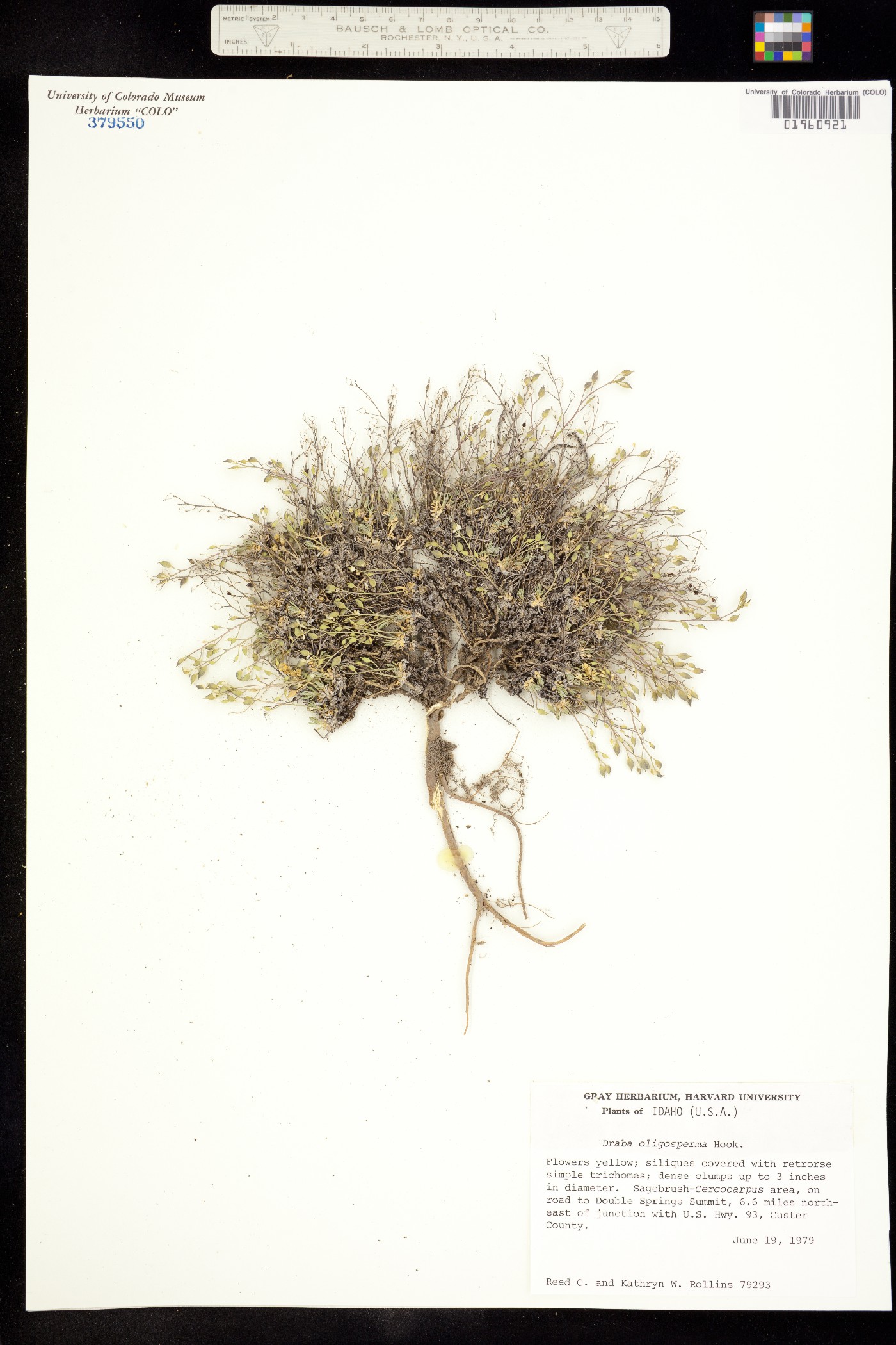 Draba oligosperma image