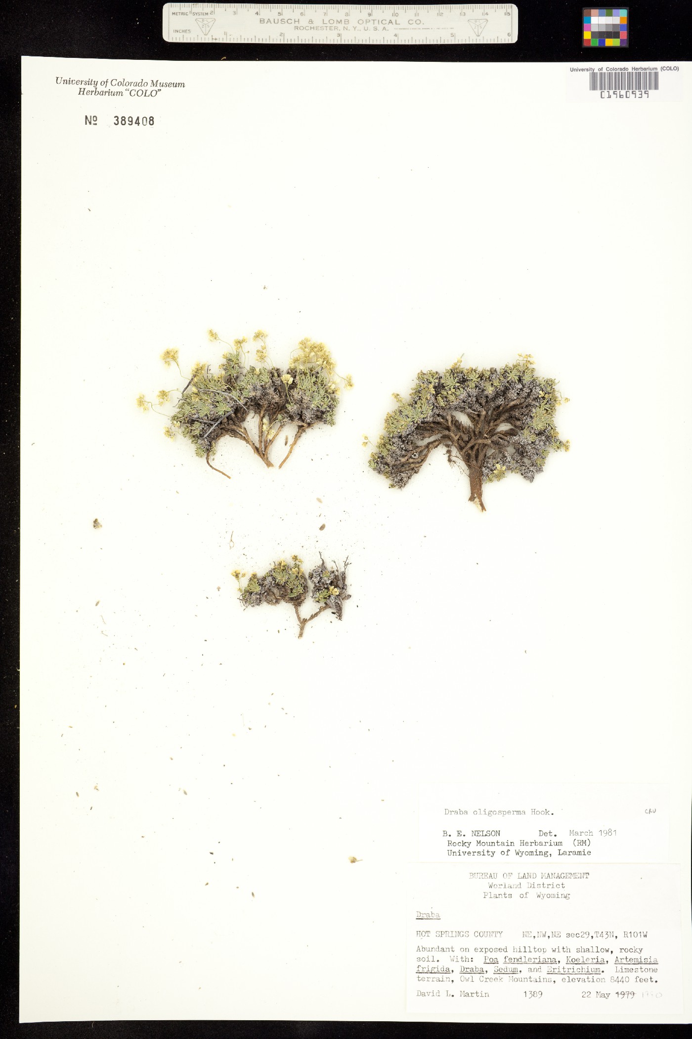 Draba oligosperma image