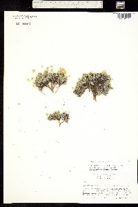 Draba oligosperma image