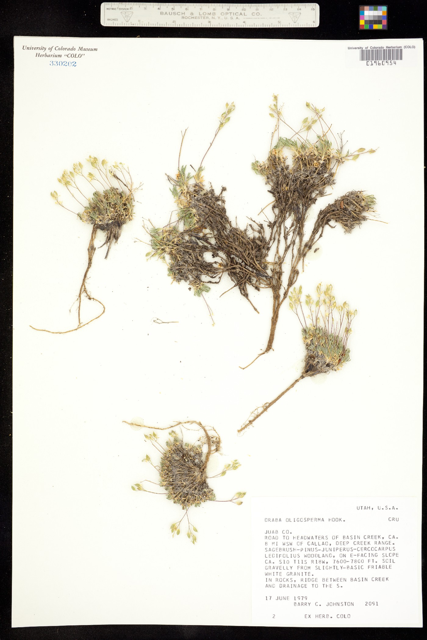 Draba oligosperma image