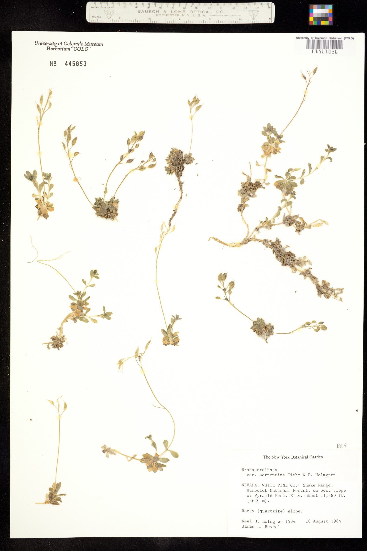 Draba oreibata image