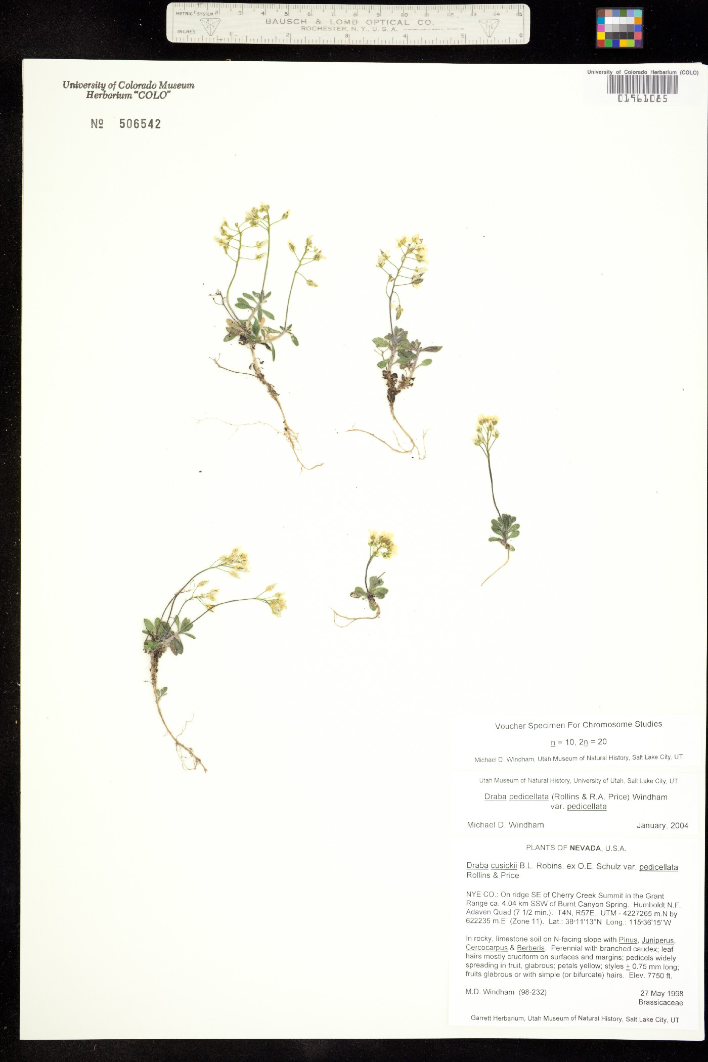 Draba pedicellata image