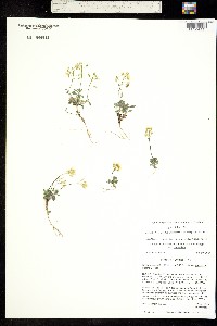 Image of Draba pedicellata