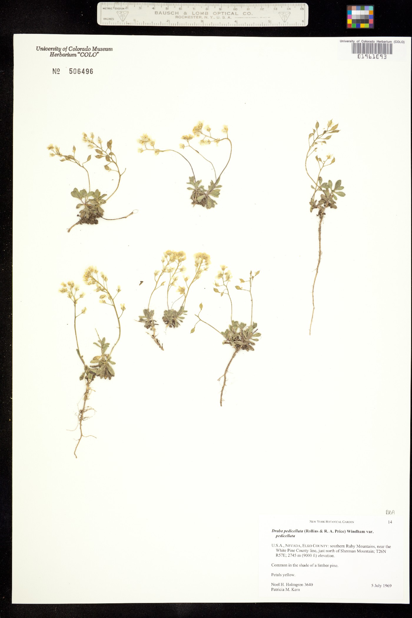 Draba pedicellata image