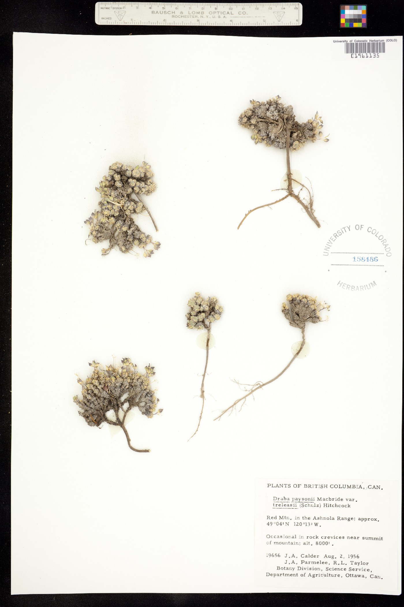 Draba paysonii image