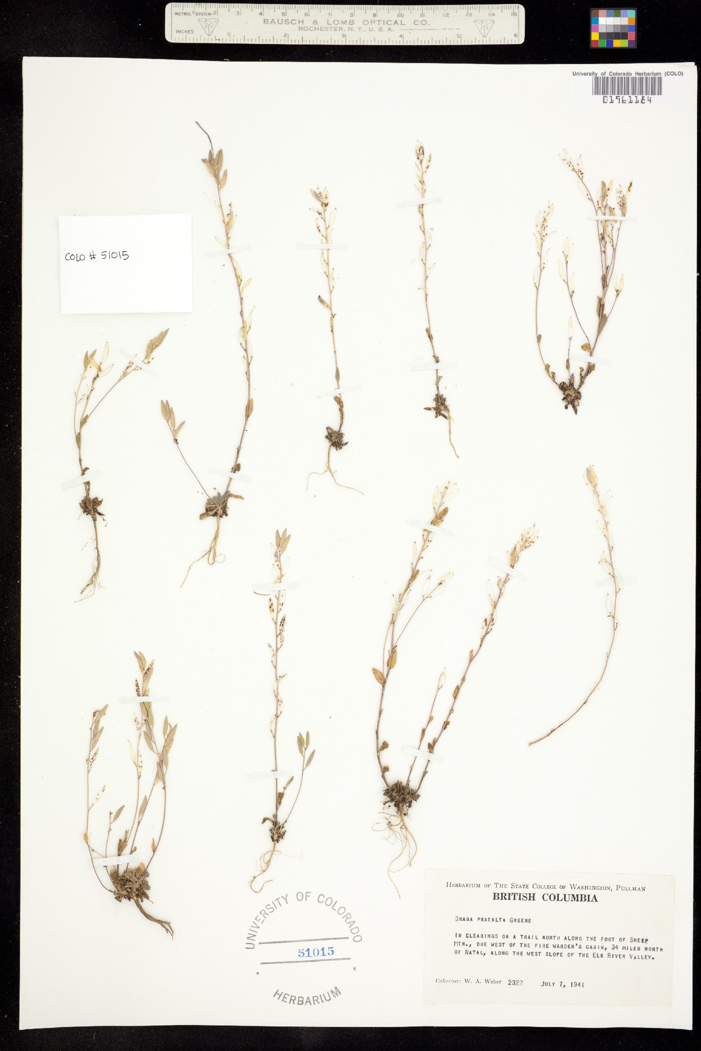 Draba praealta image