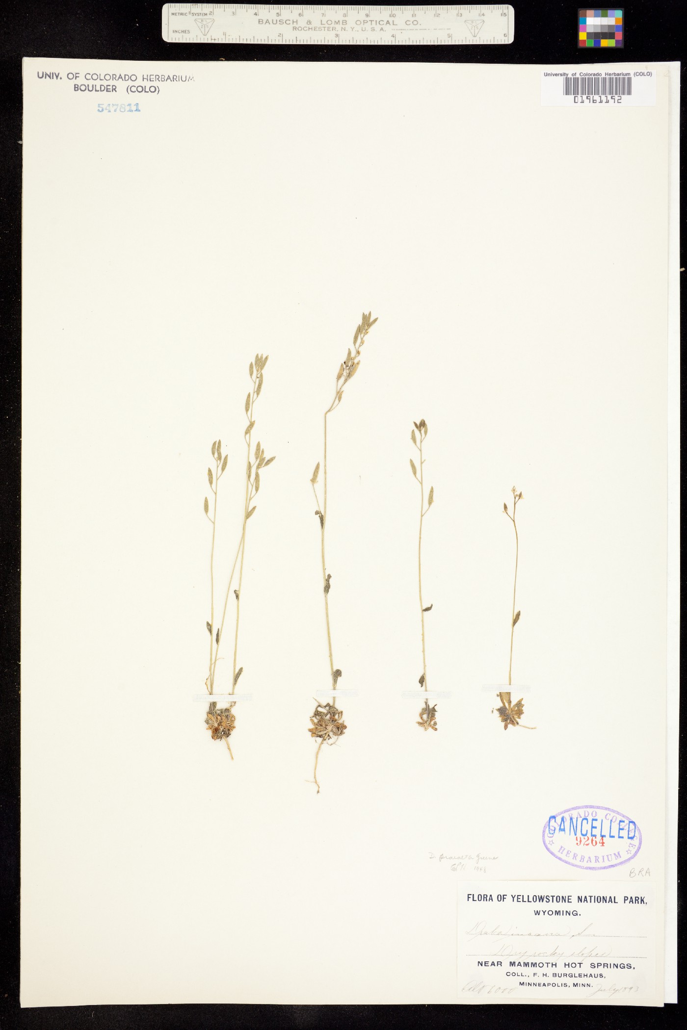 Draba praealta image