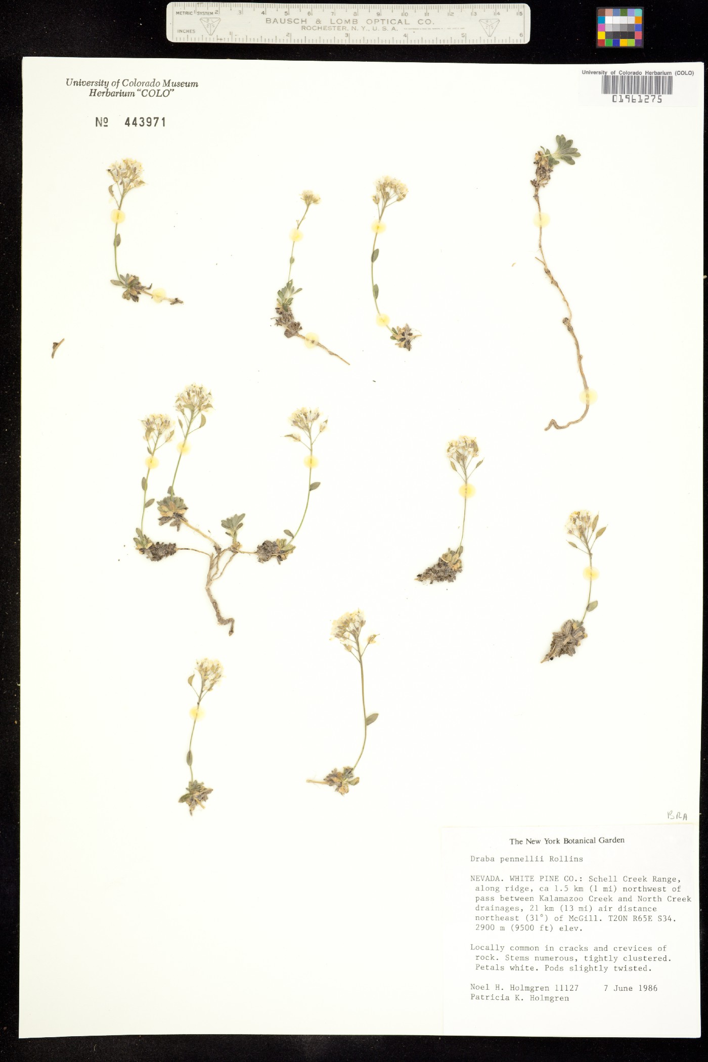 Draba pennellii image